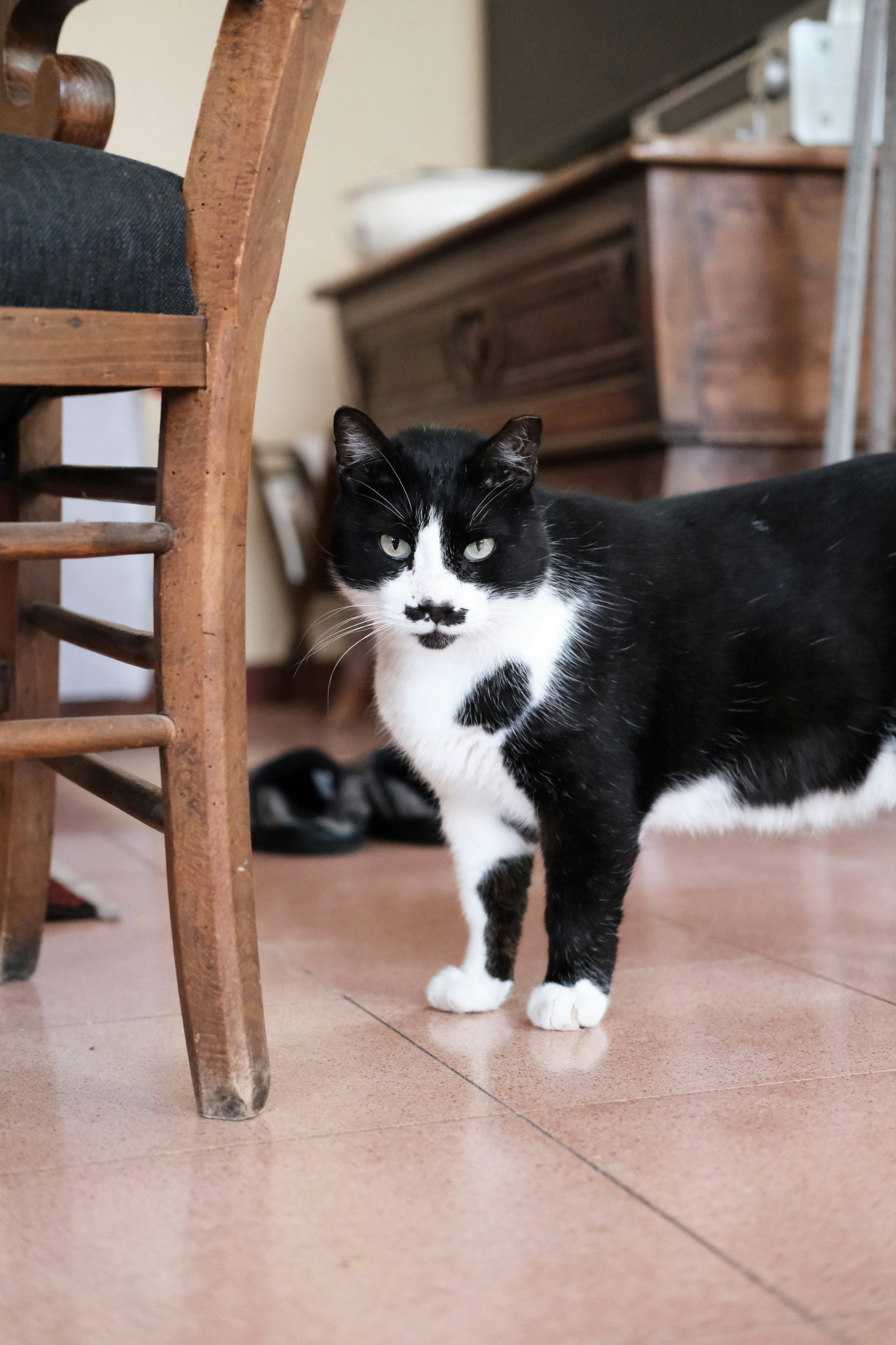 A black and white cat with a mustache marking.