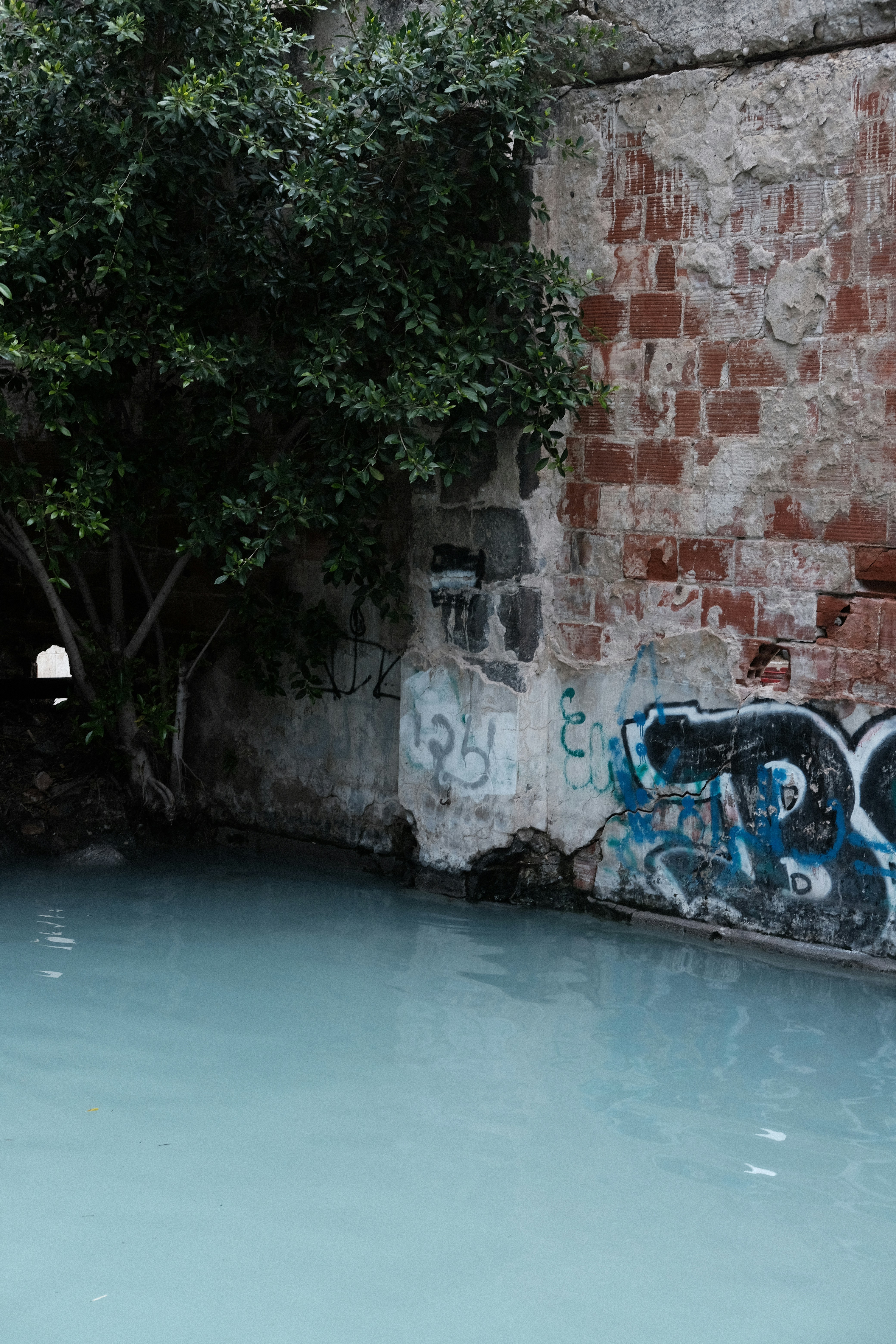 Tree and graffiti on brick wall by light blue water