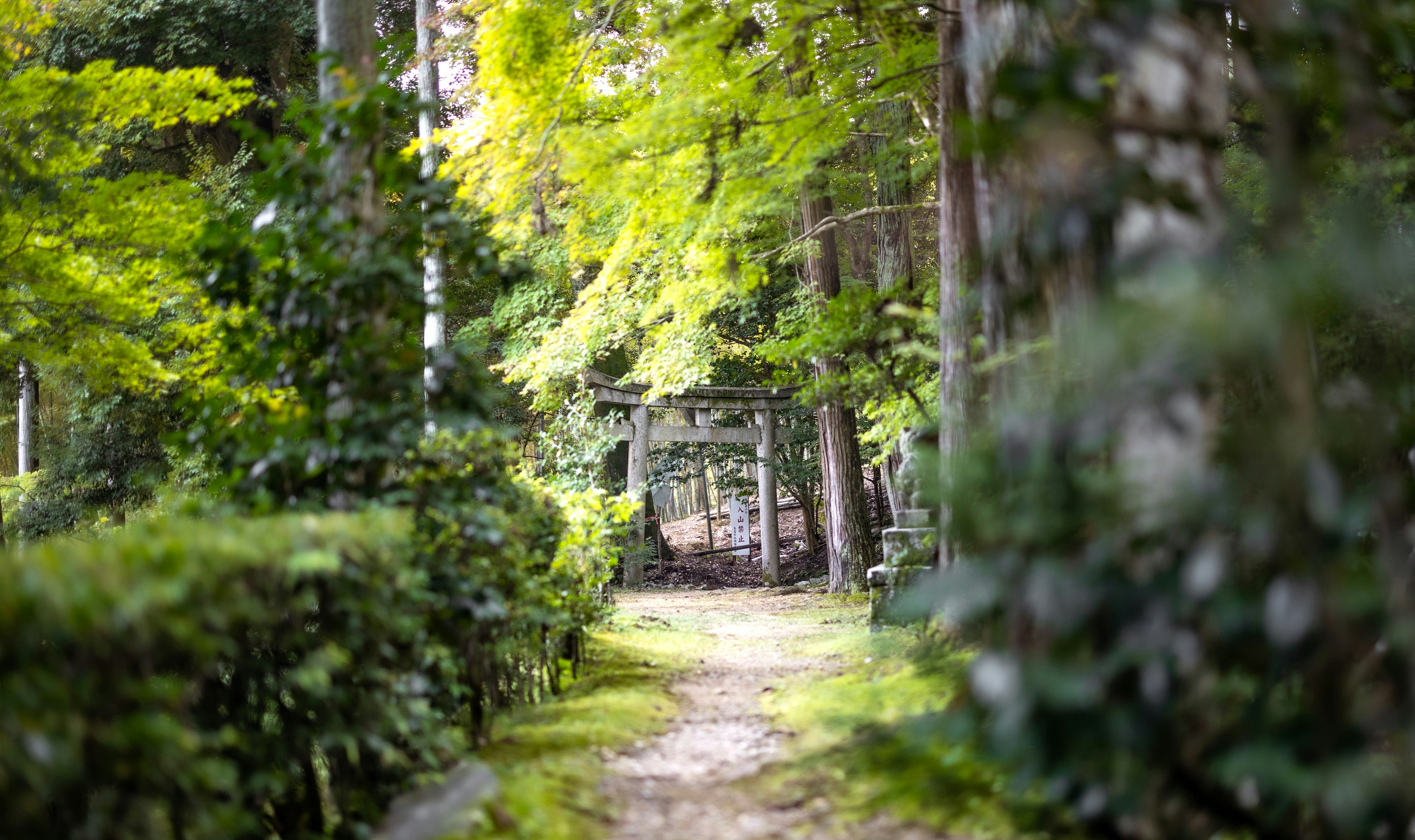 A lush green pathway through a dense forest