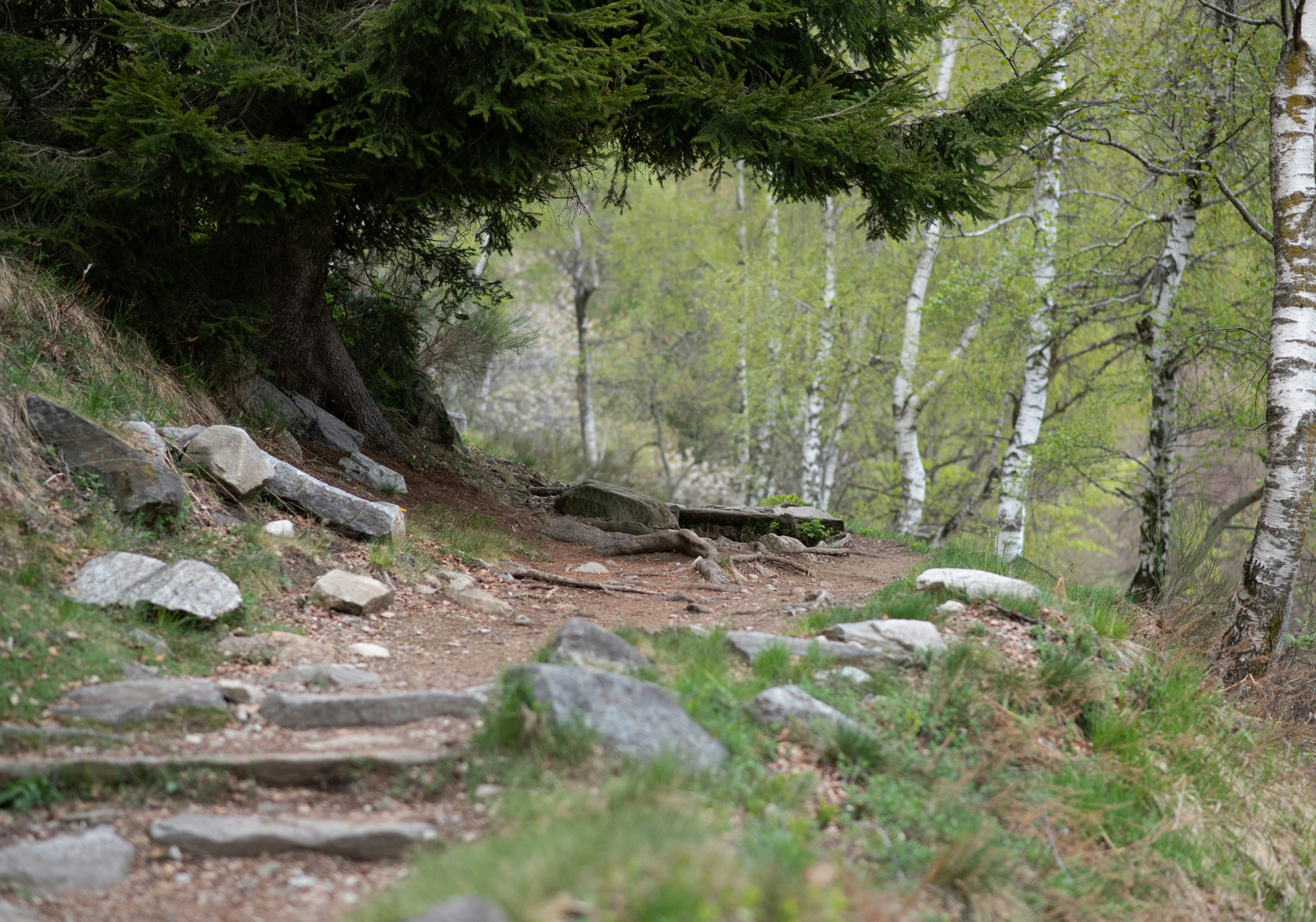 A forest path with rocks and a wooden bench.