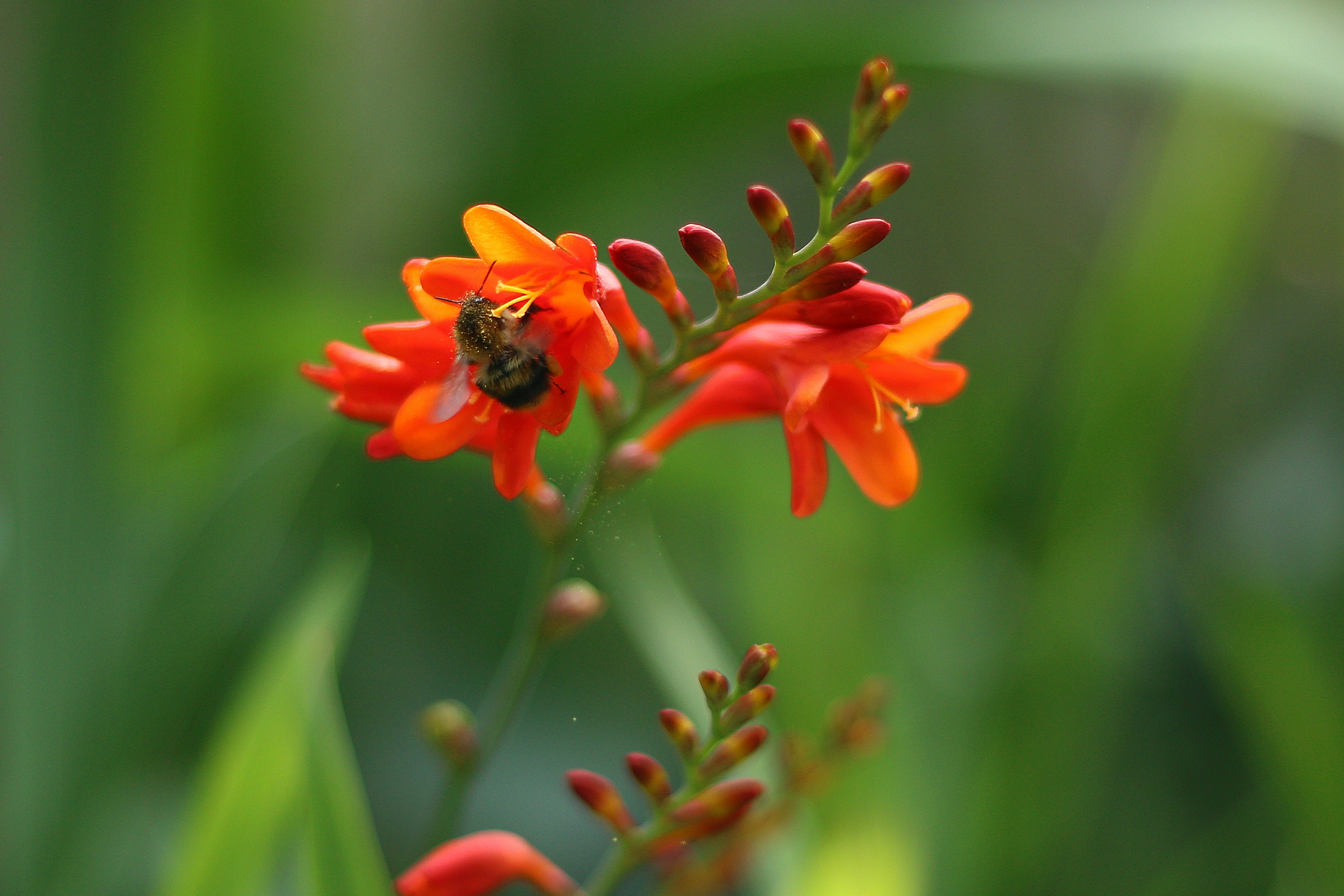 Une abeille pollinise une fleur orange vif.