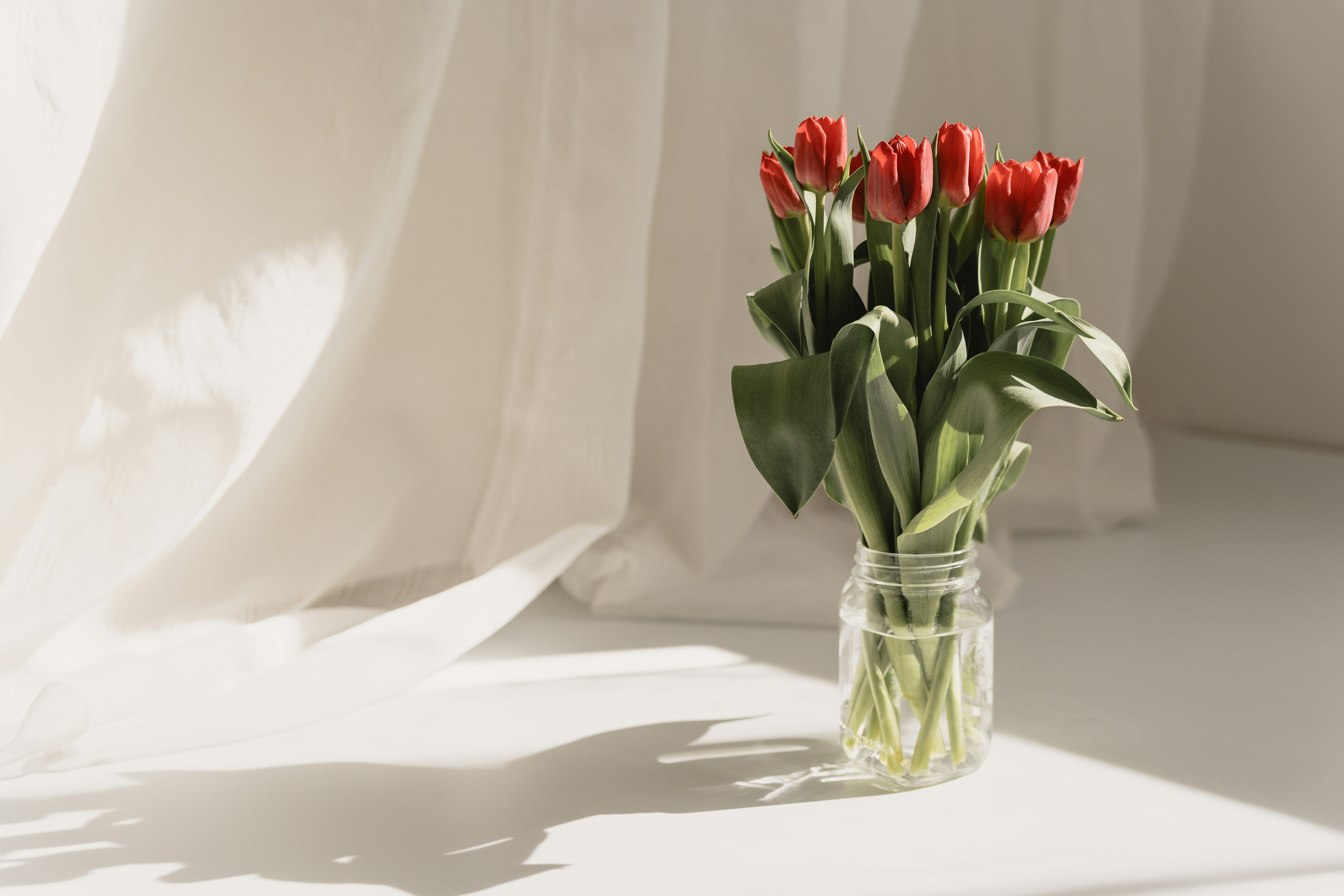 Red tulips in a glass vase with soft shadows