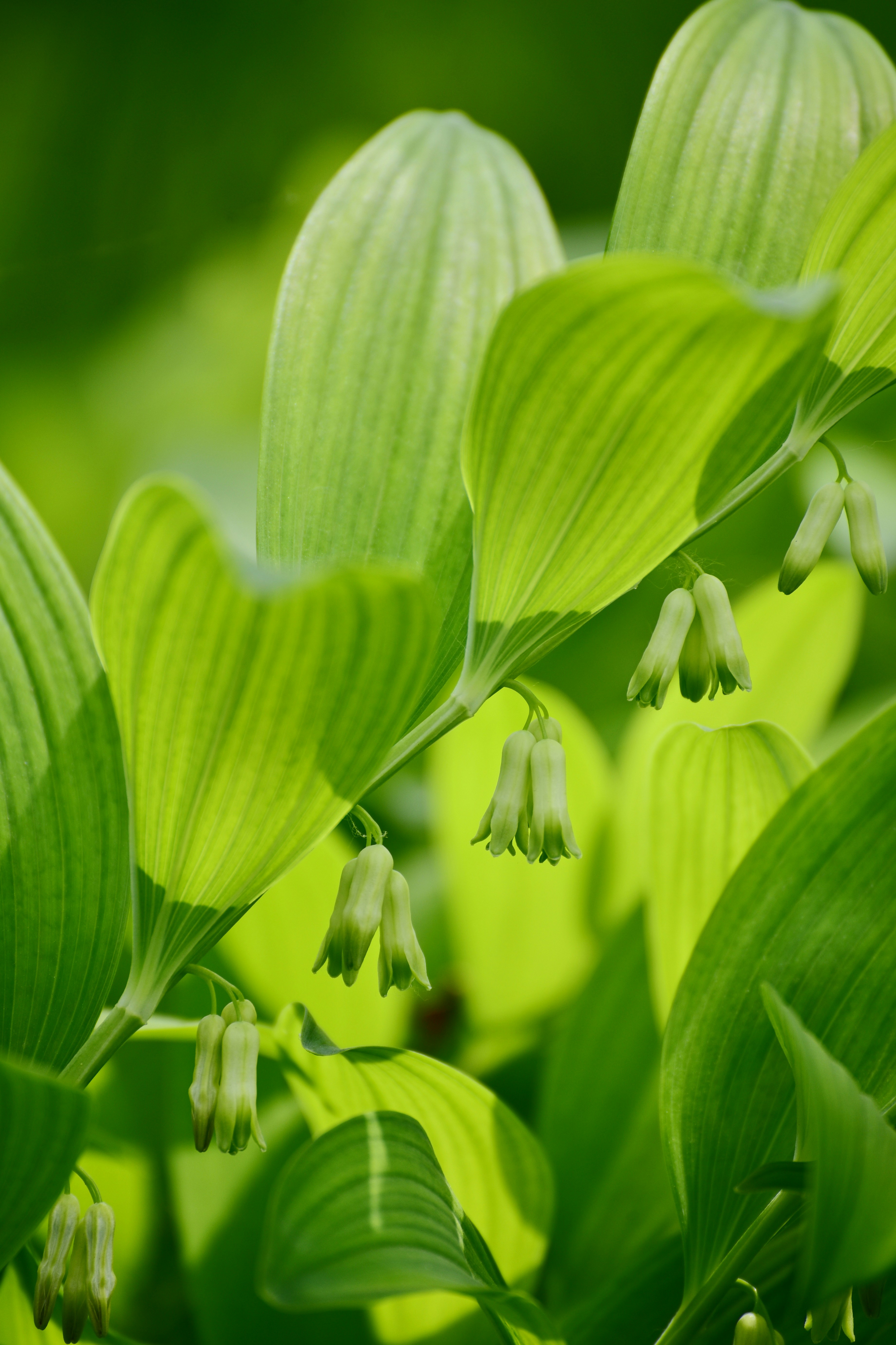 De délicates fleurs vertes pendent d’une plante.