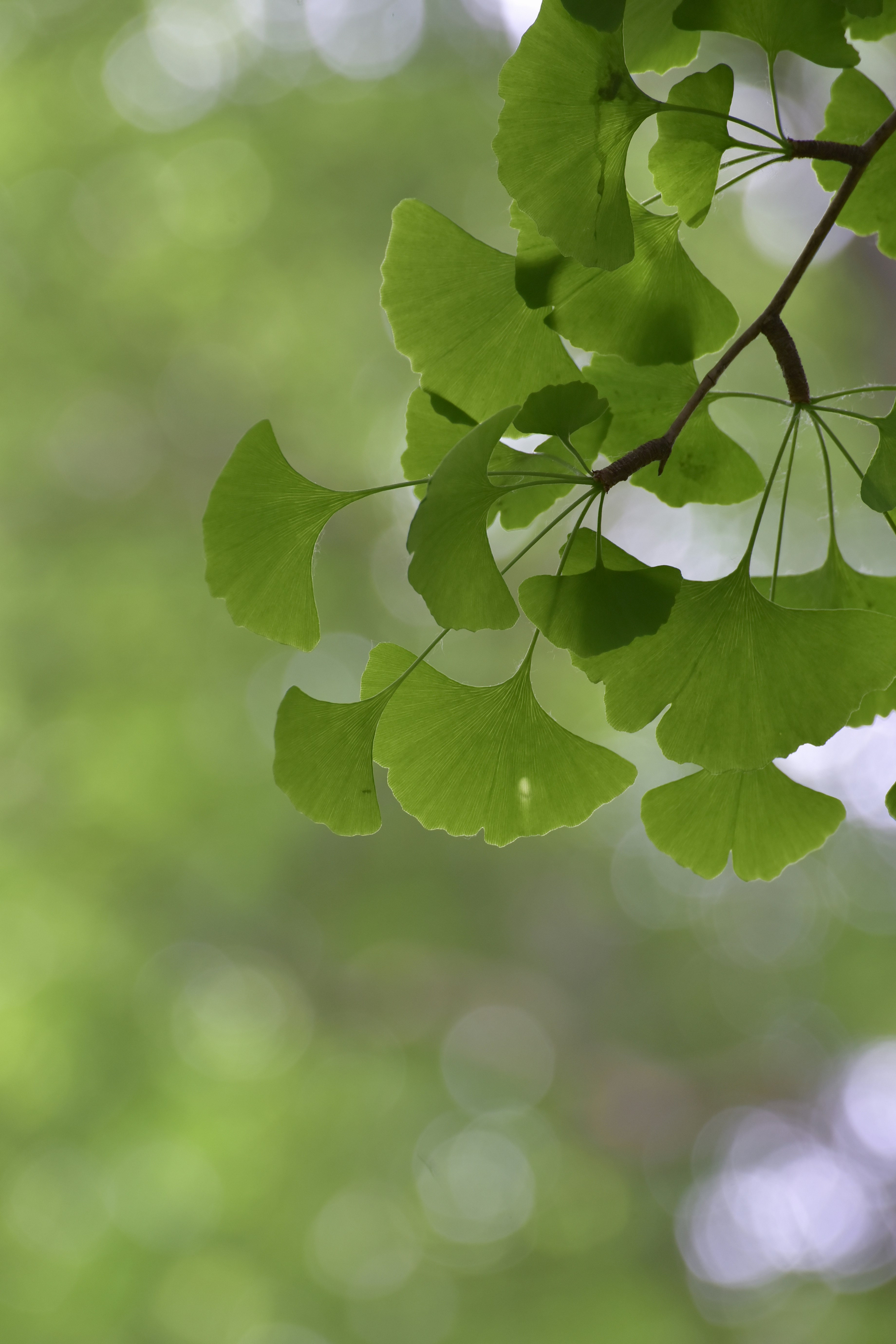 Feuilles de ginkgo vert sur une branche avec fond de bokeh