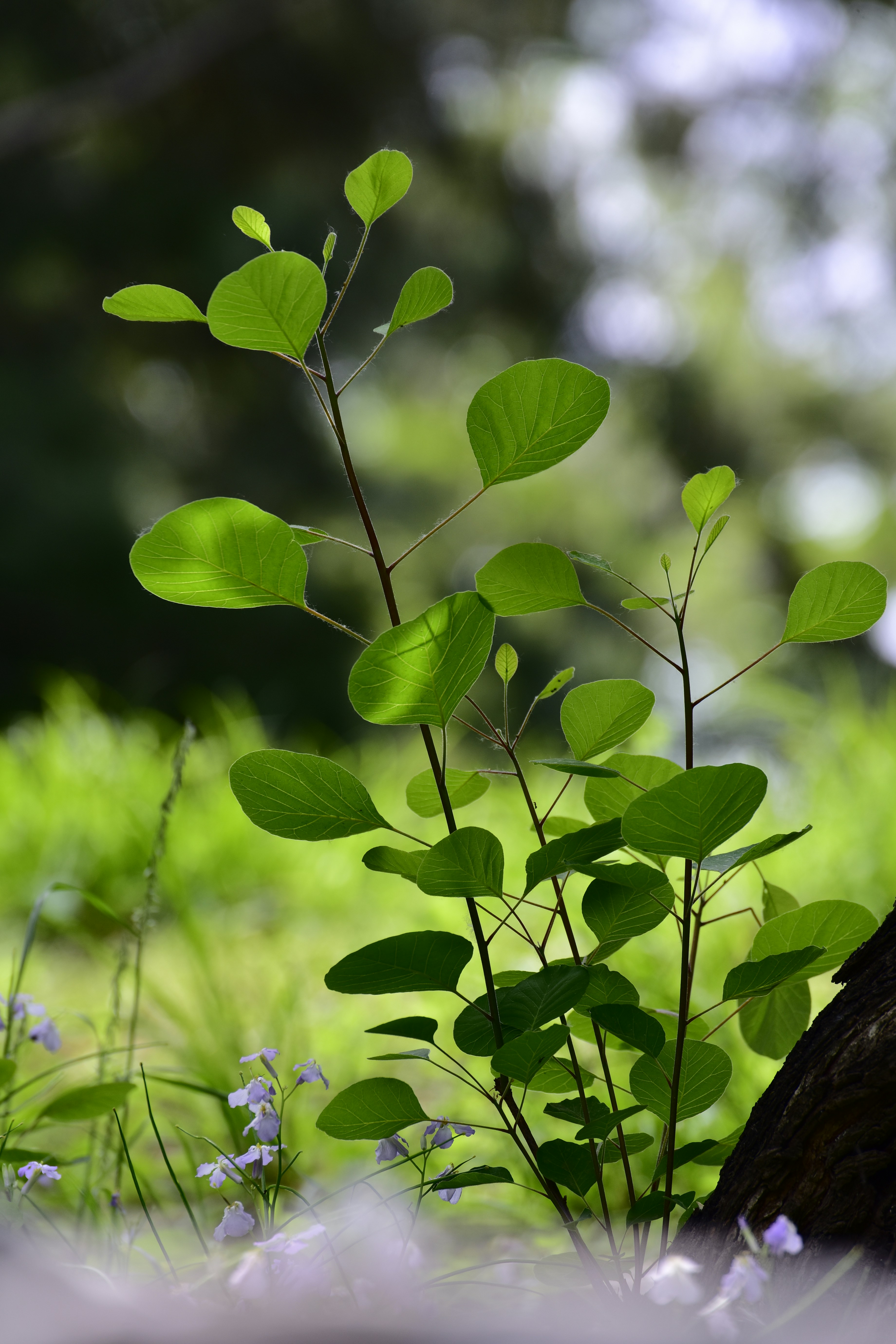 Plante verte aux feuilles dans une forêt ensoleillée