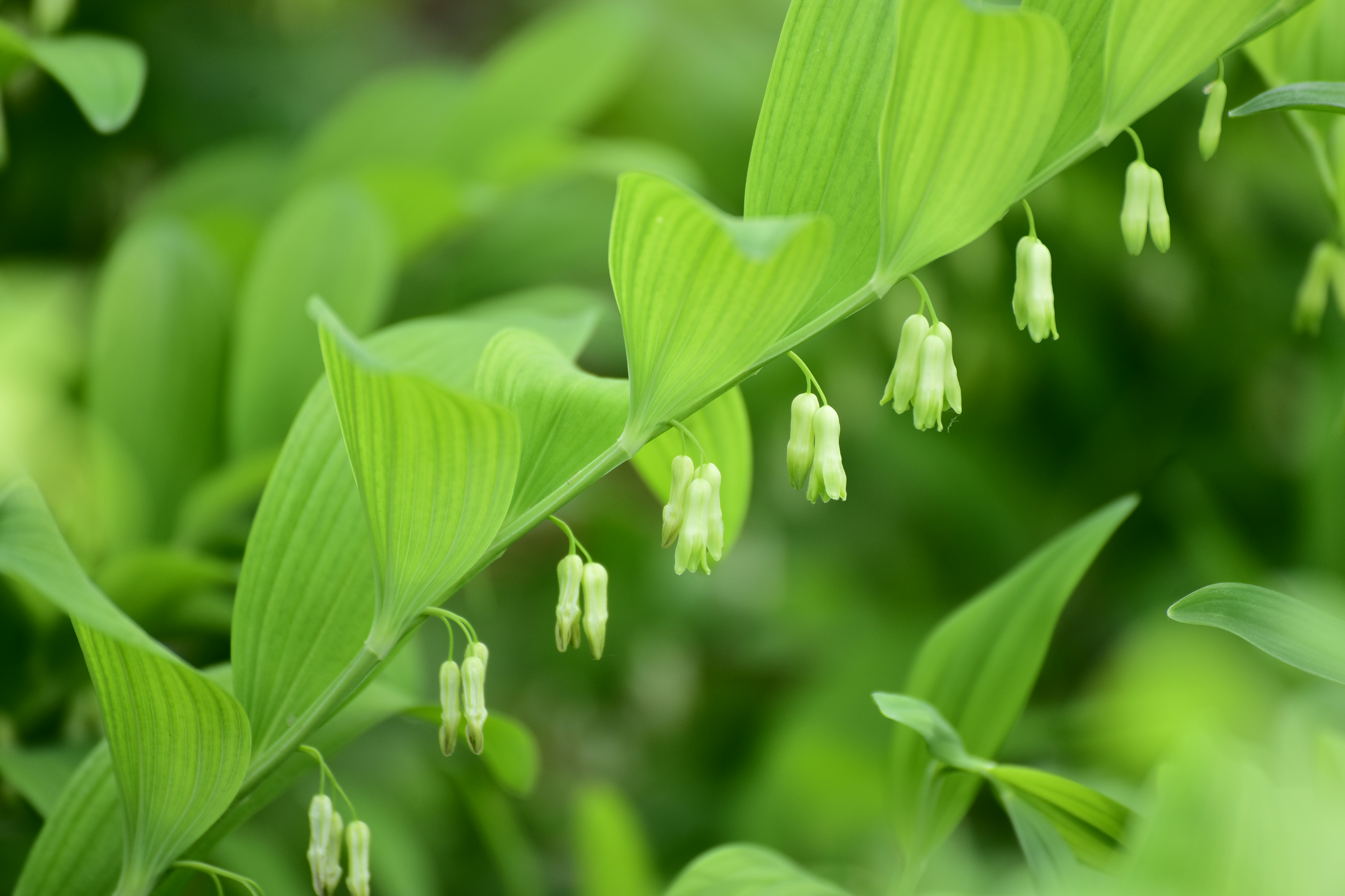 De délicates fleurs blanches pendent d’une plante verte.