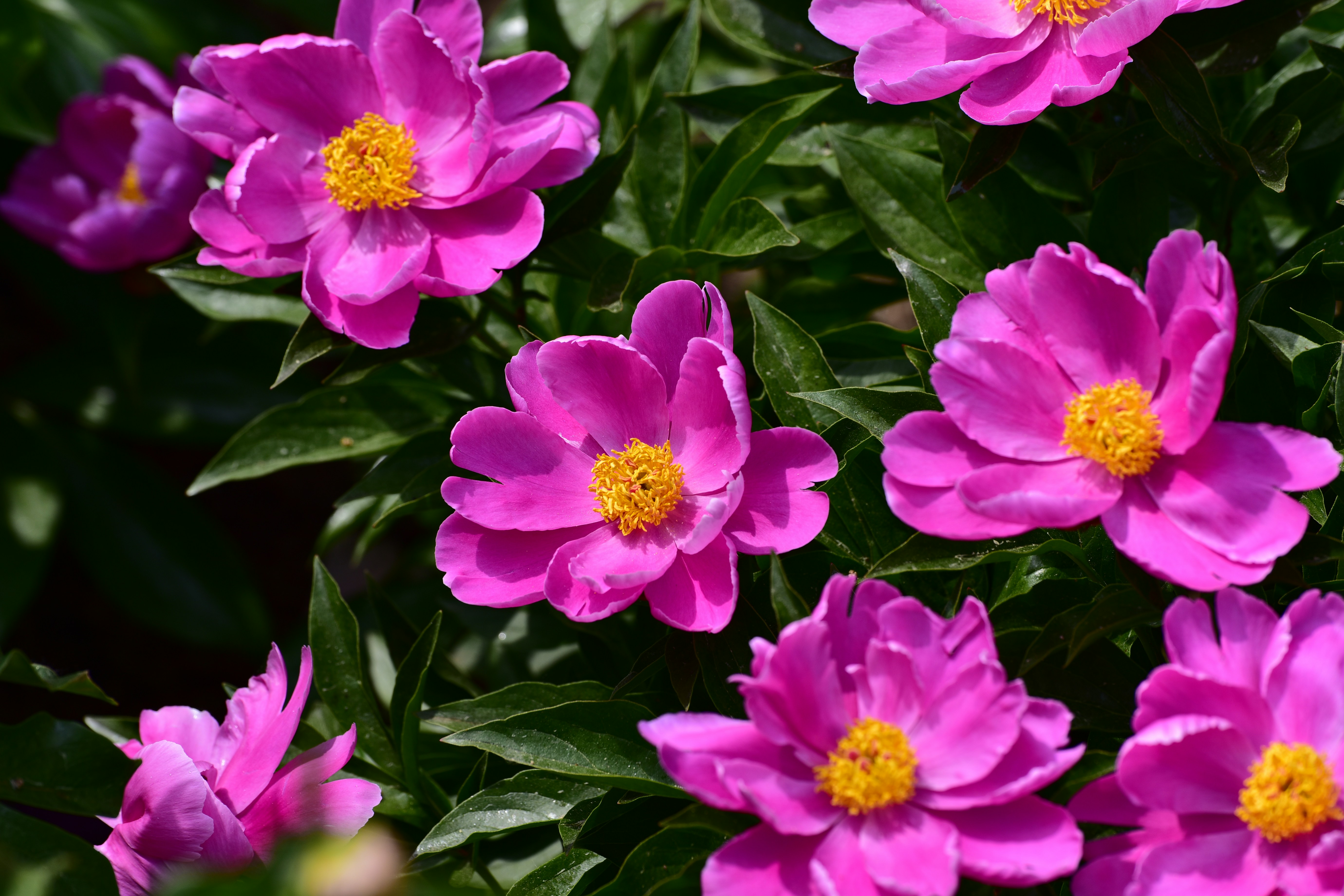 Plusieurs pivoines rose vif avec des centres jaunes fleurissent.