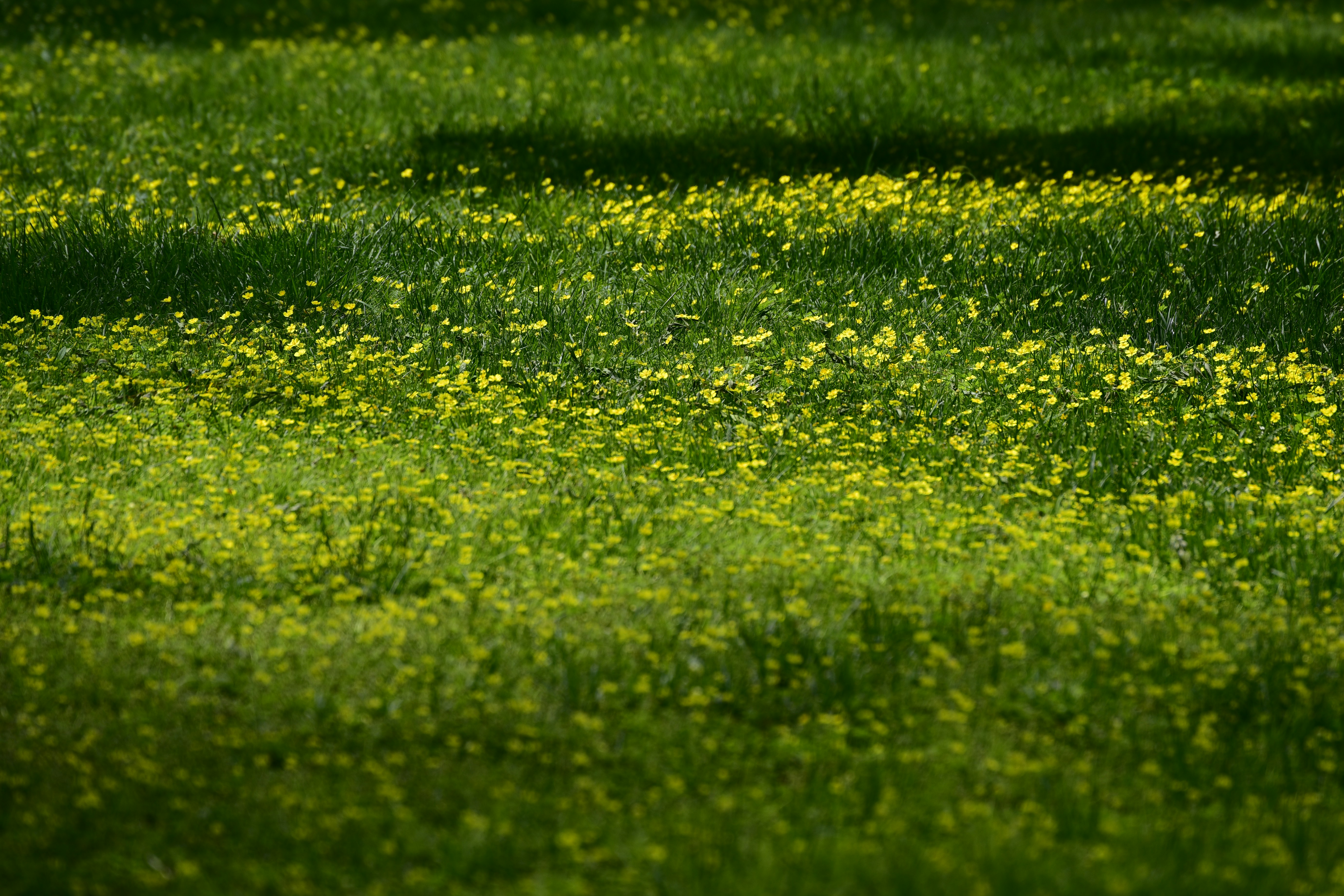 Un champ d’herbe verte avec de petites fleurs sauvages jaunes