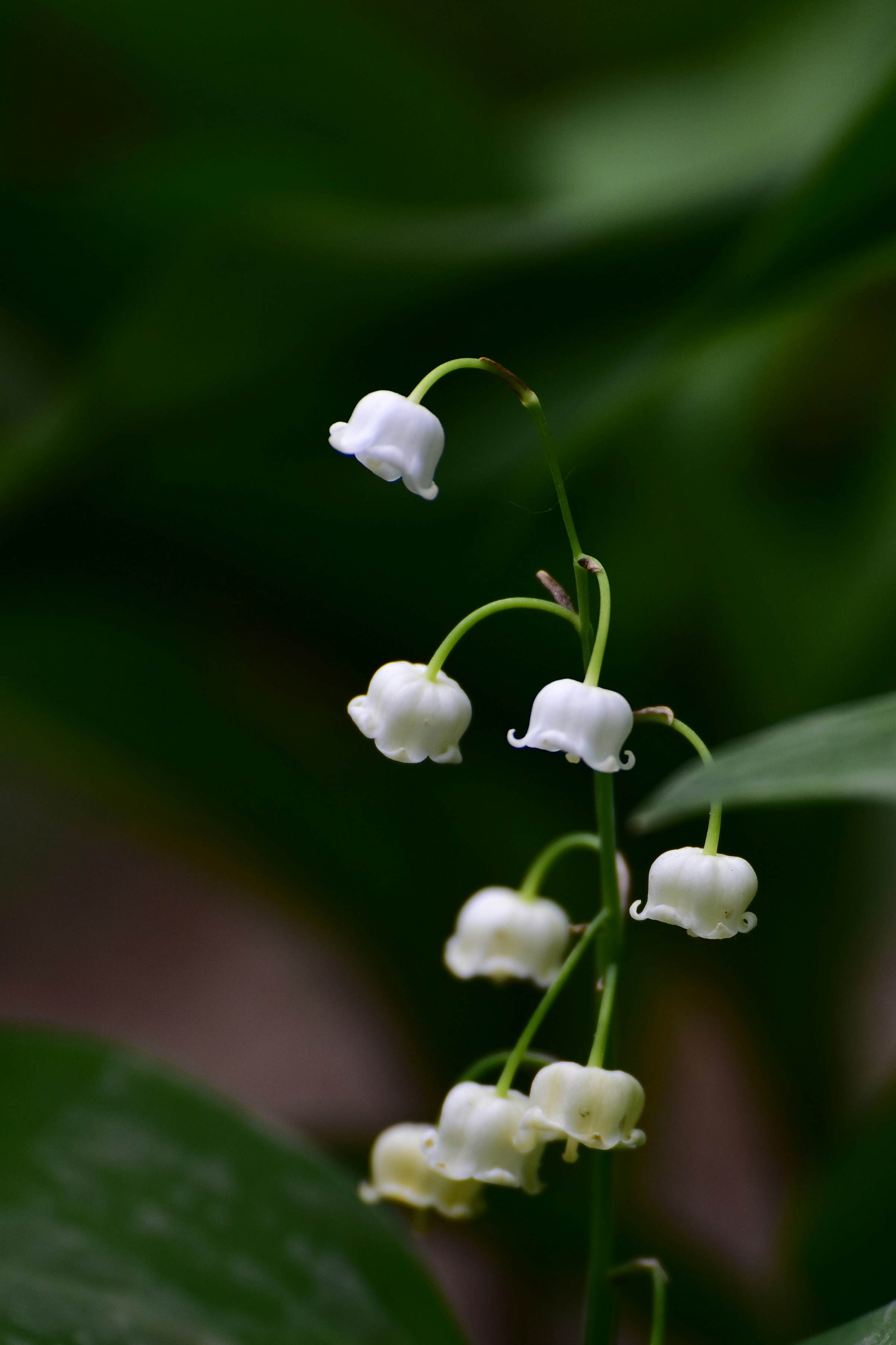 Les délicates fleurs blanches de muguet de vallée s’épanouissent