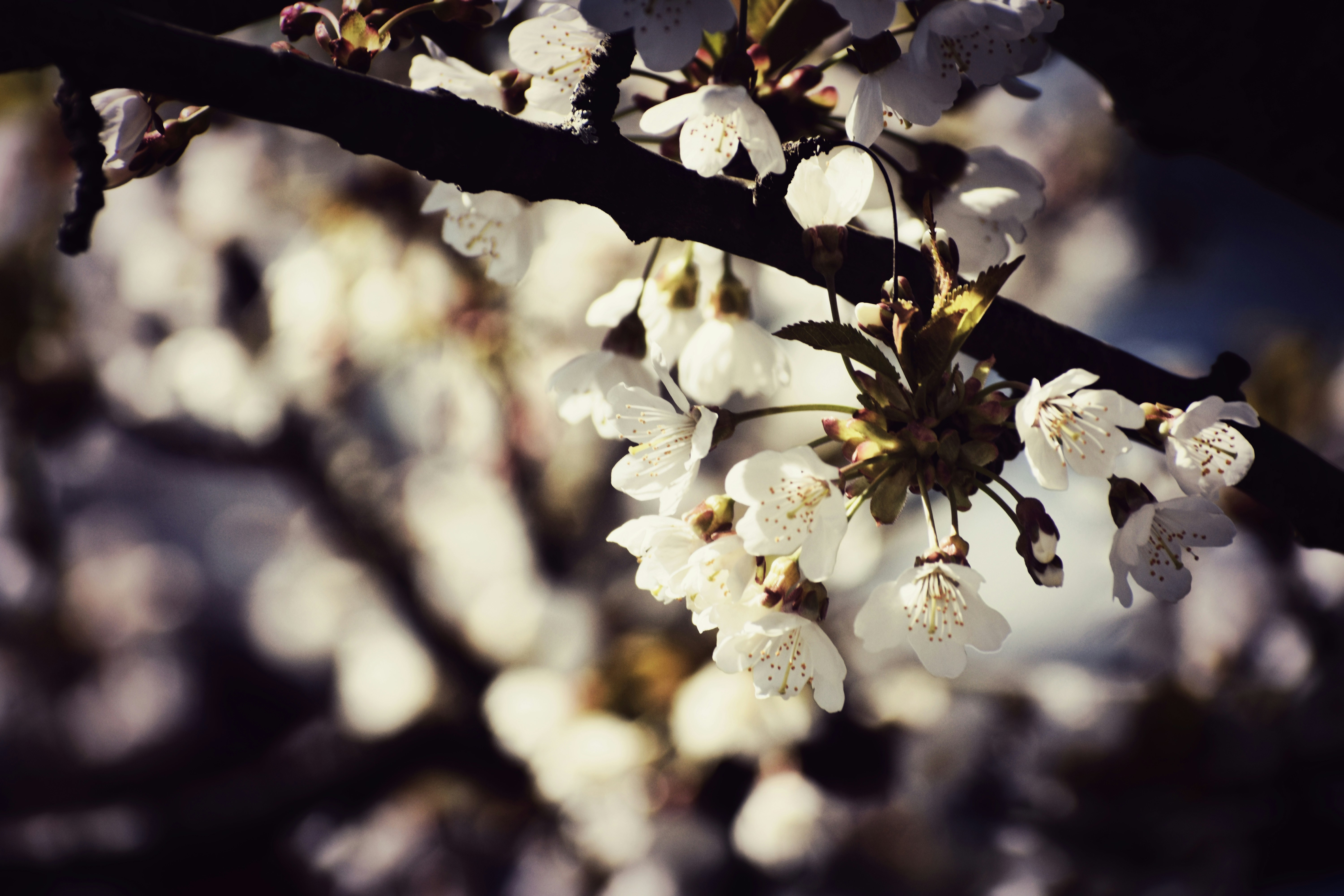 De délicates fleurs de cerisier blanc sur une branche sombre