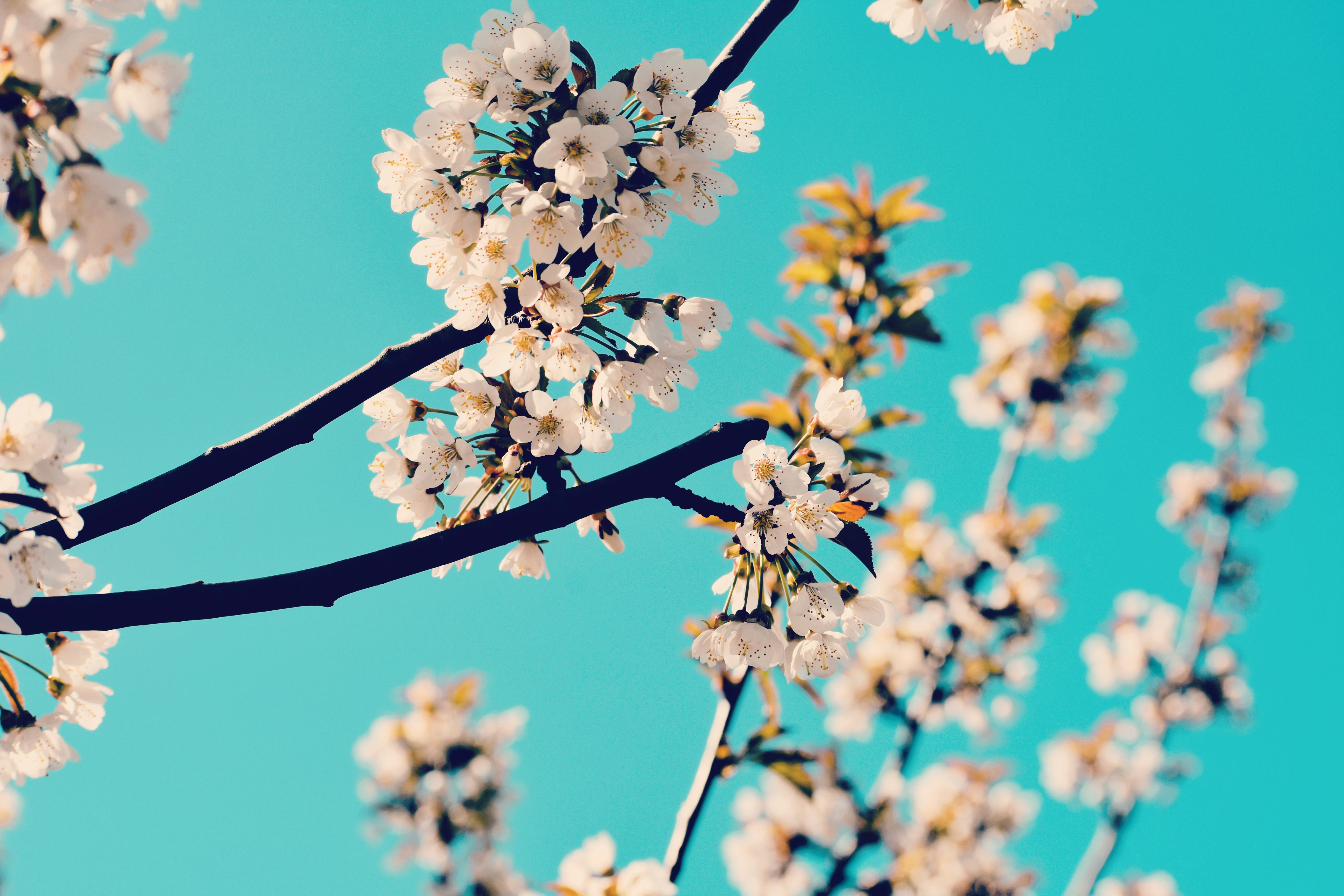 Les cerisiers blancs fleurissent sur un ciel bleu éclatant.