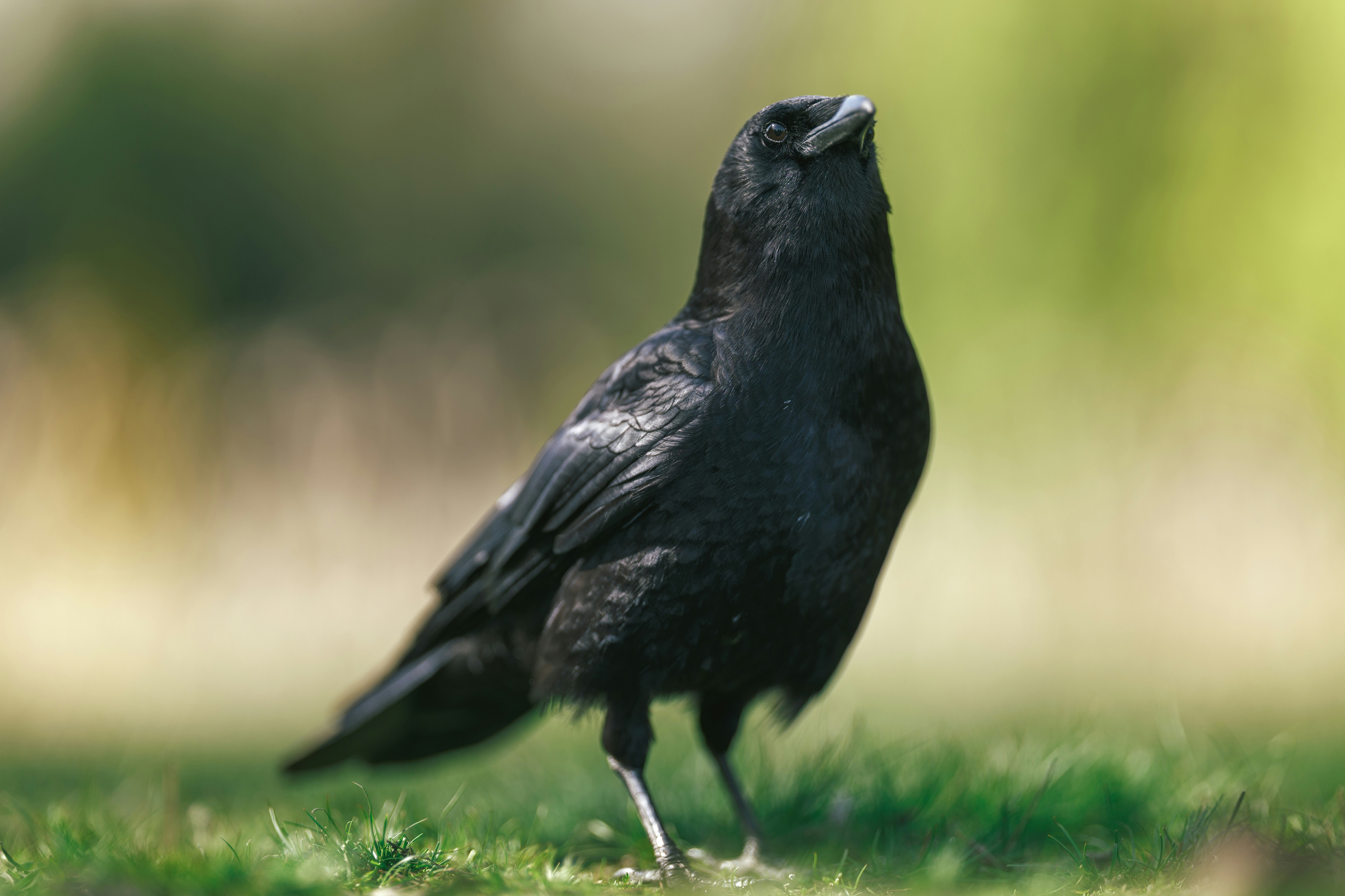 A black crow stands on green grass outdoors.