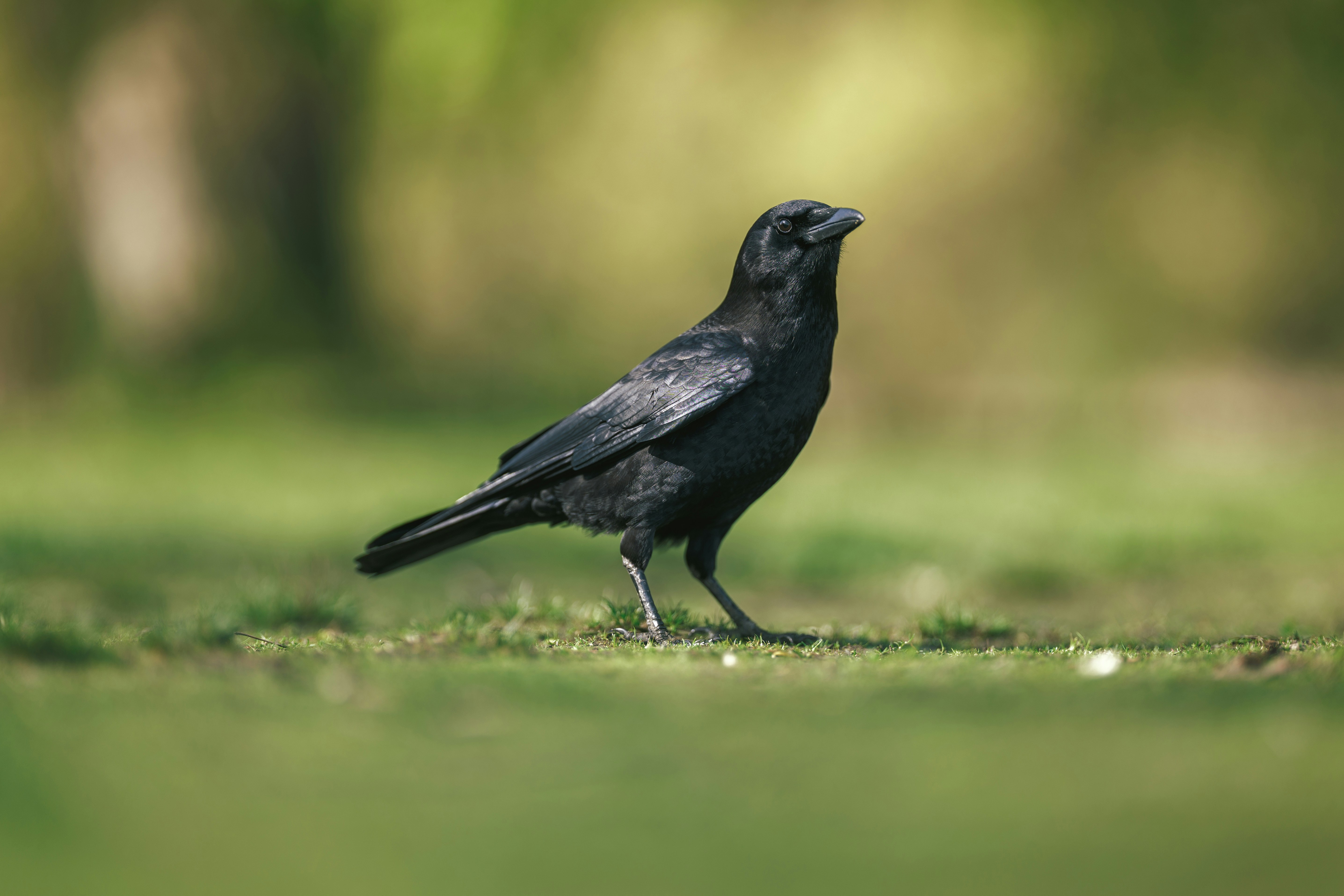 A black crow stands on green grass.