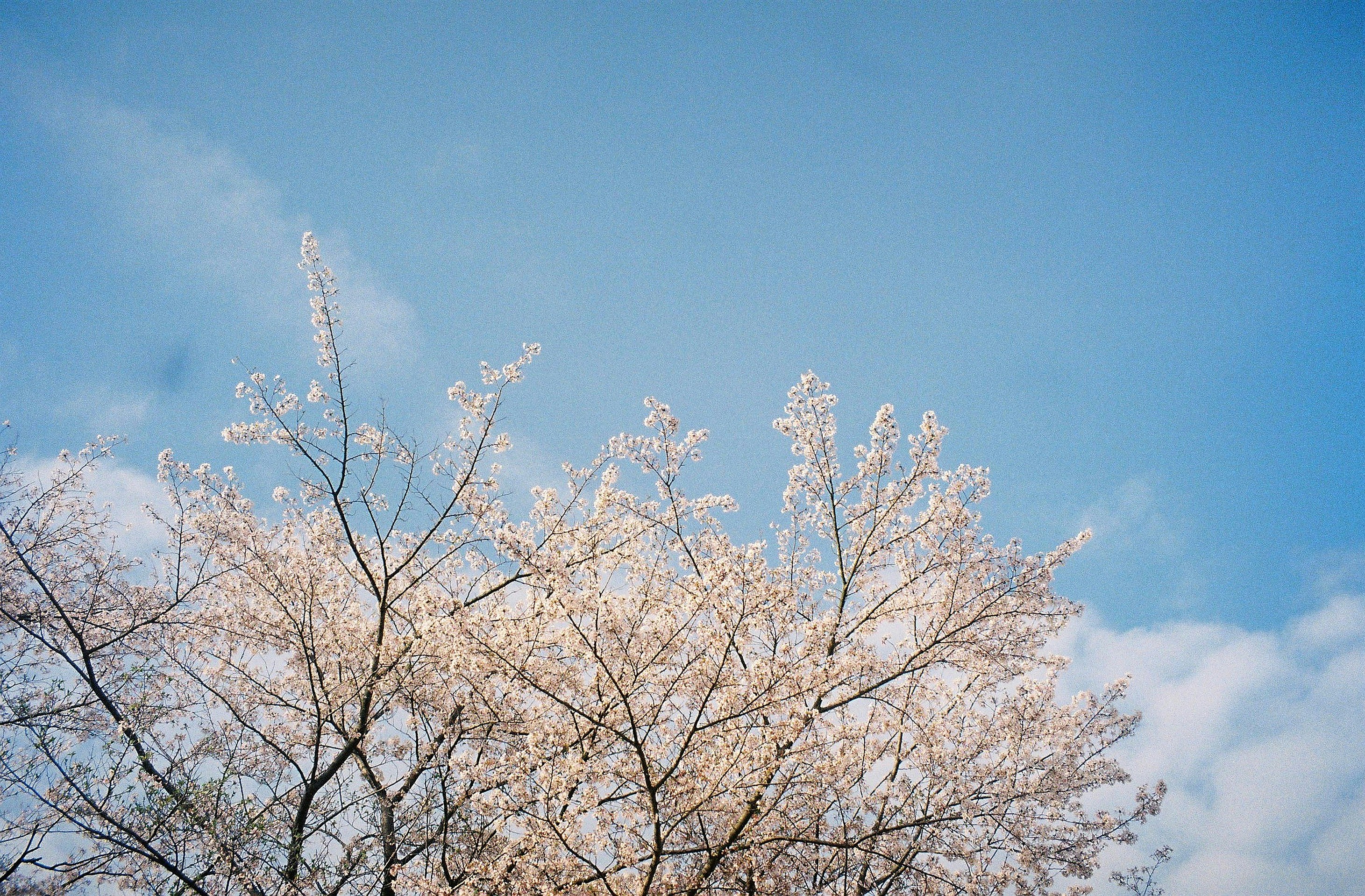 Photo by mikhailbenitez
