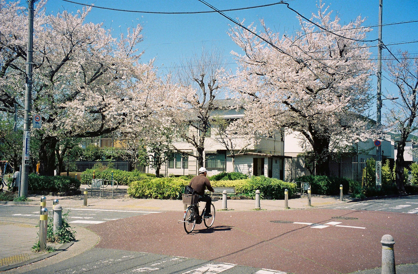 桜の咲く住宅街を自転車で通る人、フィルム写真