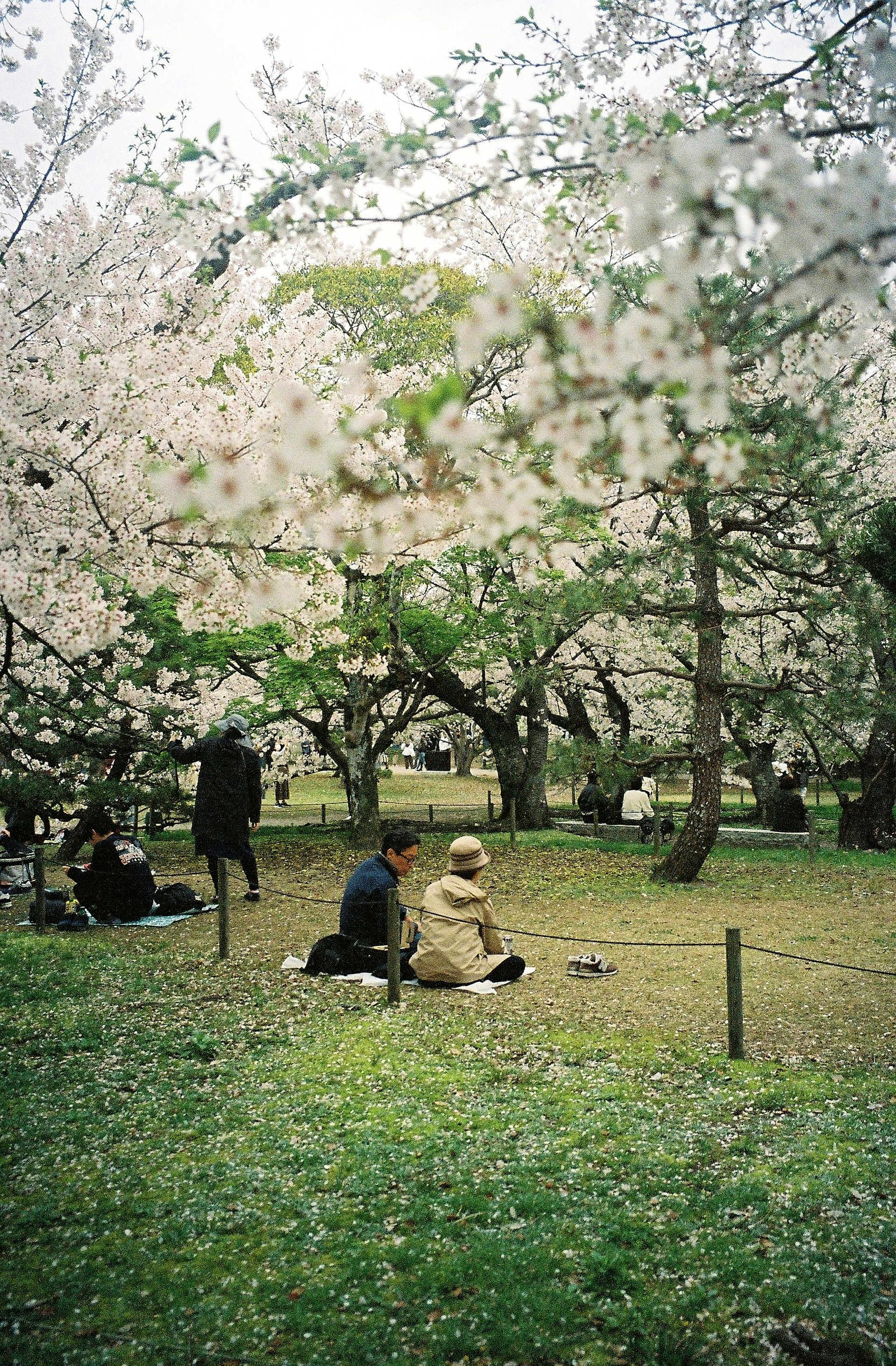 People enjoying a picnic under blooming cherry blossom trees