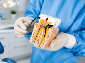 Dentist showing a model of a damaged tooth