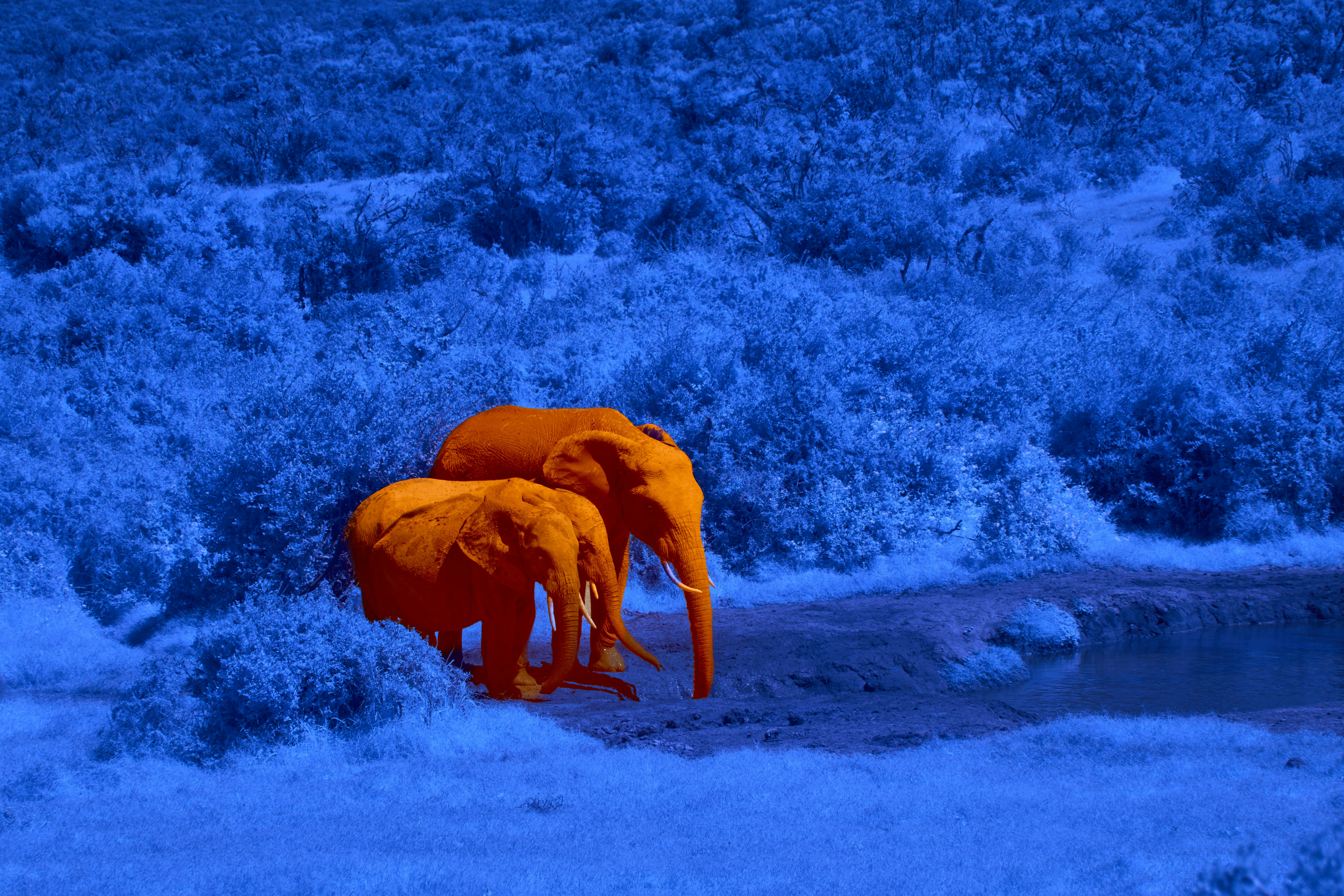 Two orange elephants stand in a blue forest