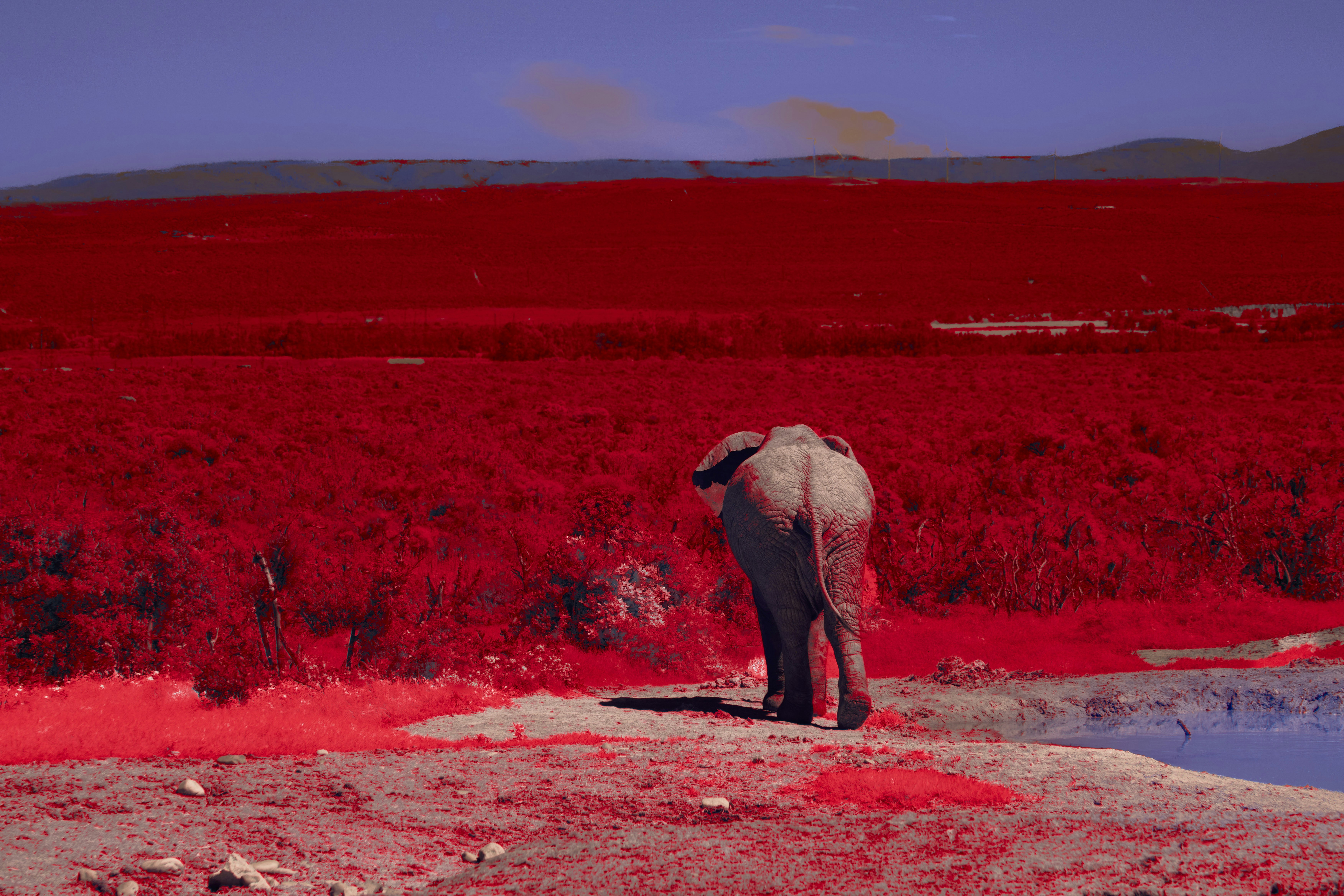 How the Seasonal Elephant Migration Works - Chobe River elephant migration