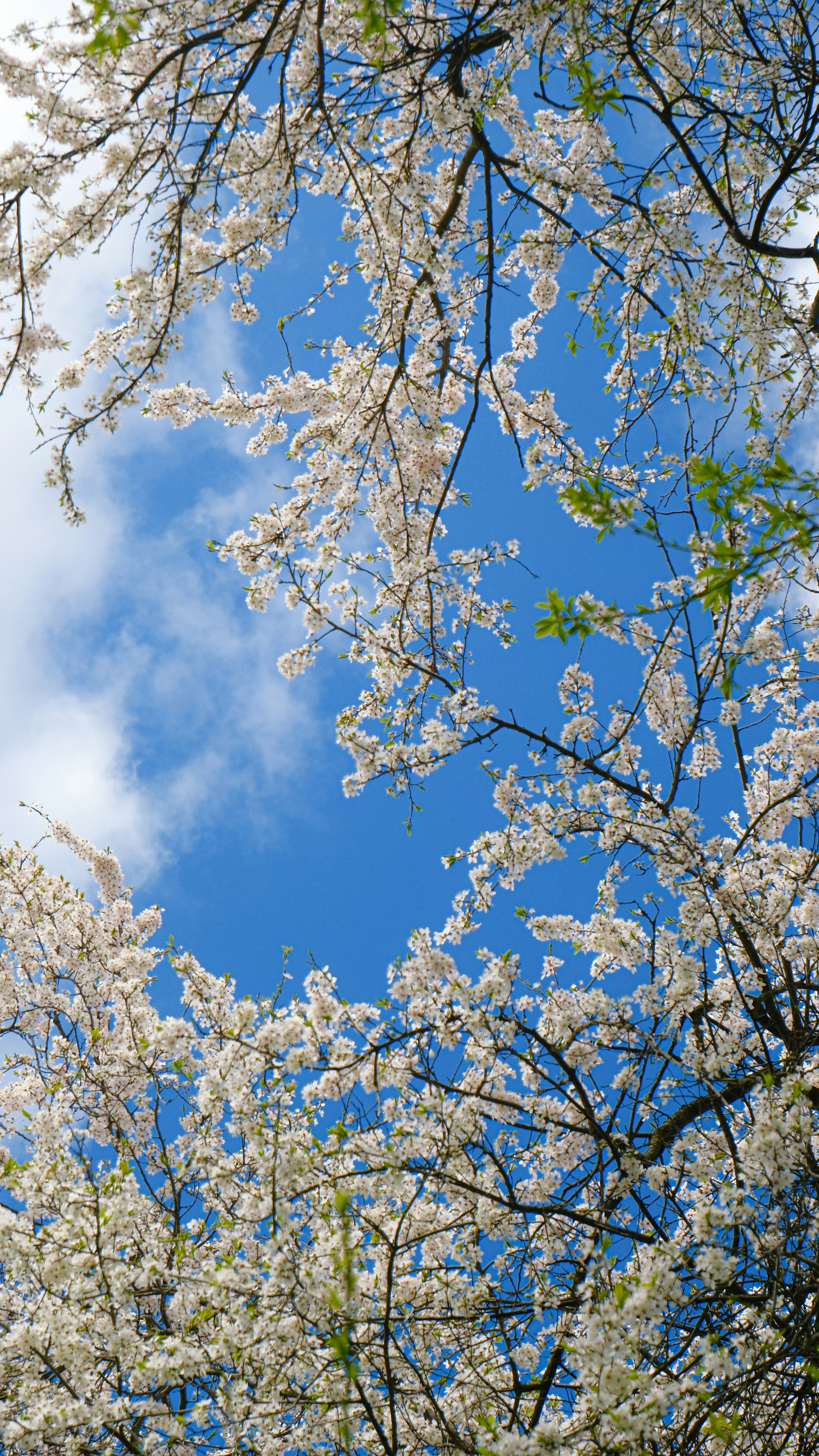 明るい青空を背景に咲く白い桜
