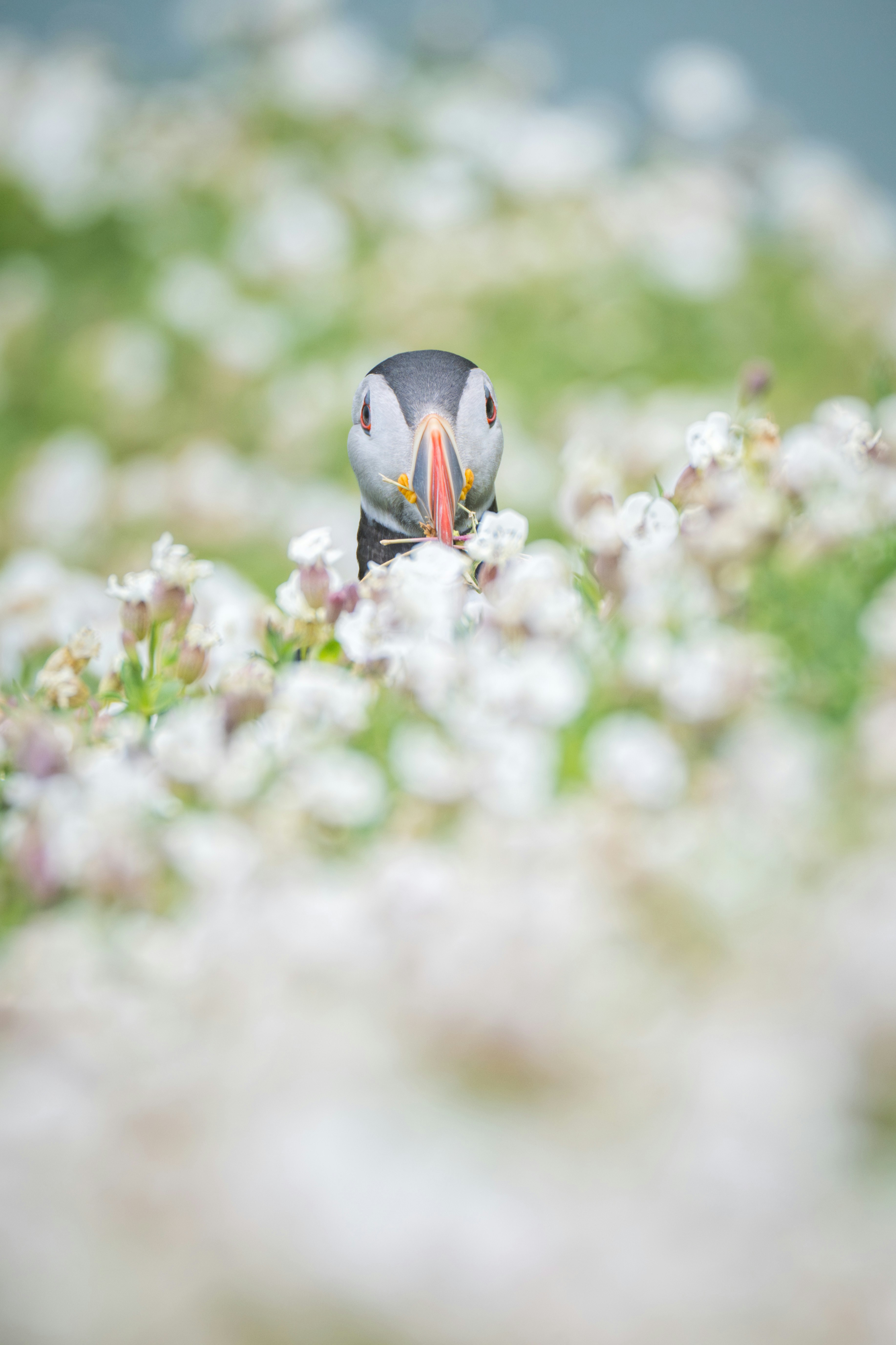 A puffin peeking through white wildflowers