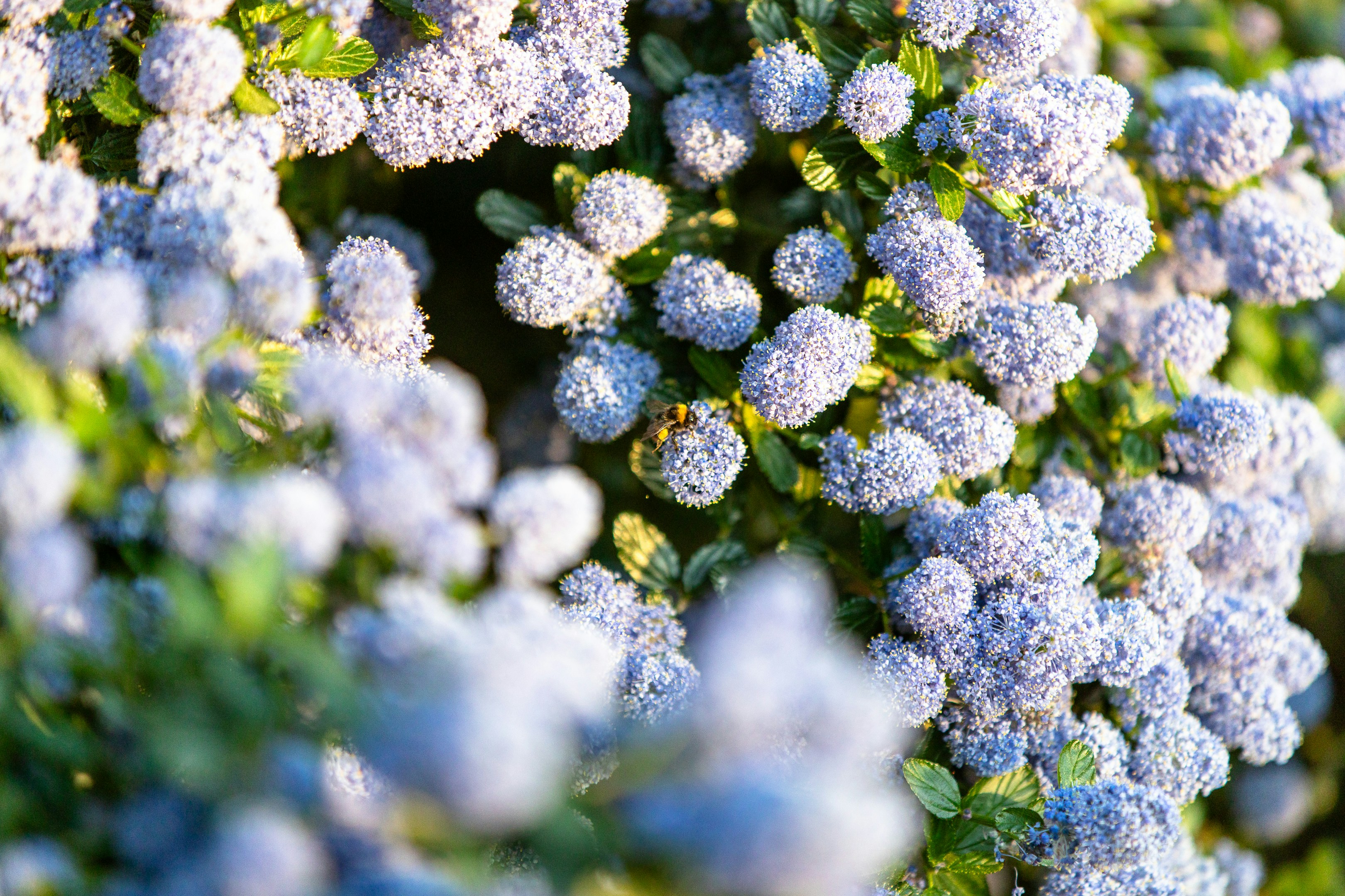 Gros plan de délicates fleurs bleues sur un buisson.