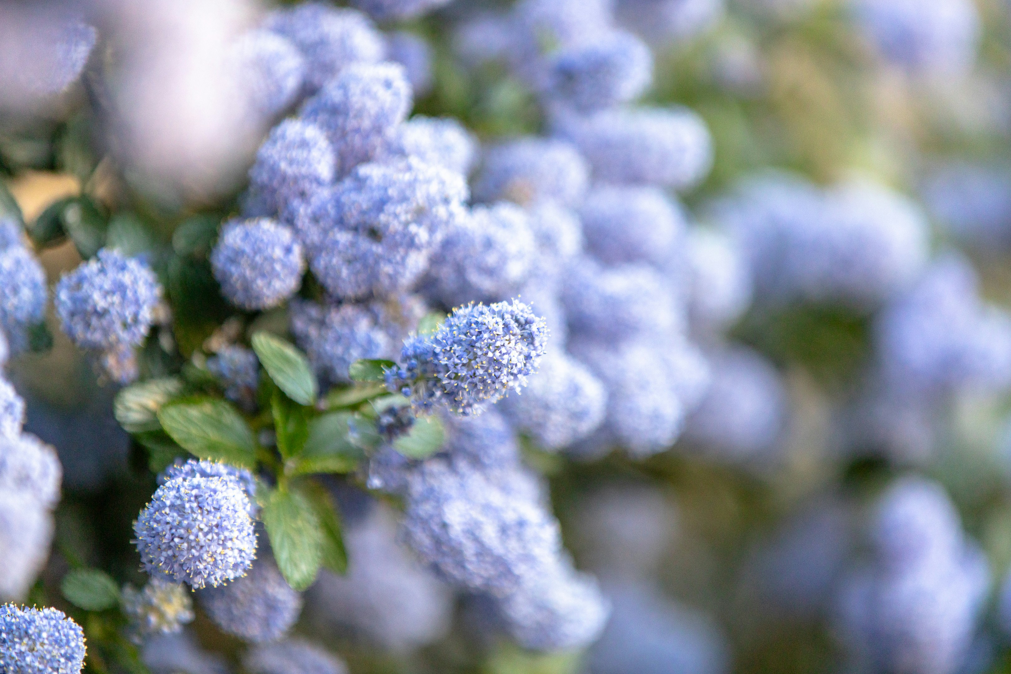 Des grappes de petites fleurs bleues sur un buisson vert