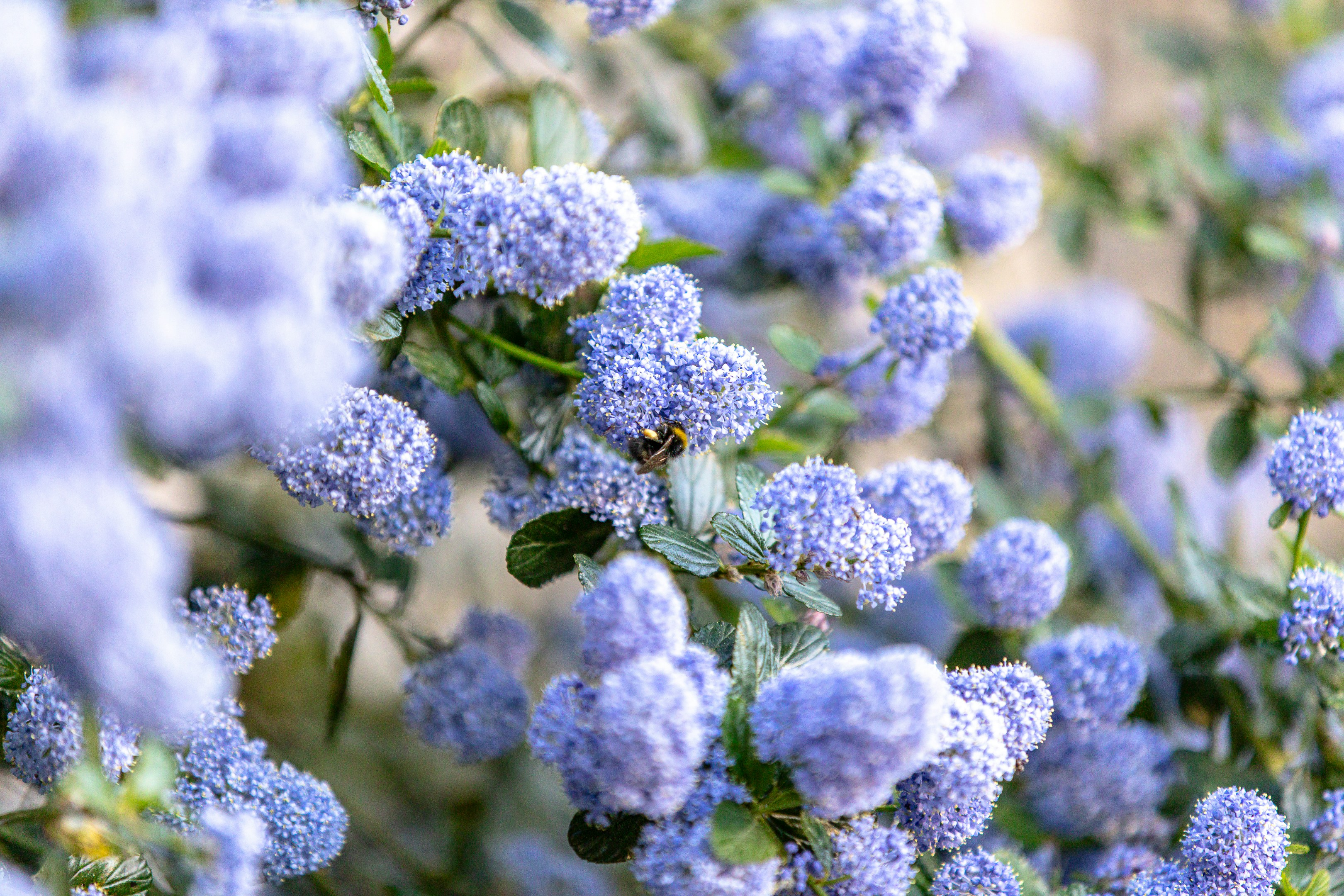 Une abeille pollinise de petites fleurs bleues sur un buisson.