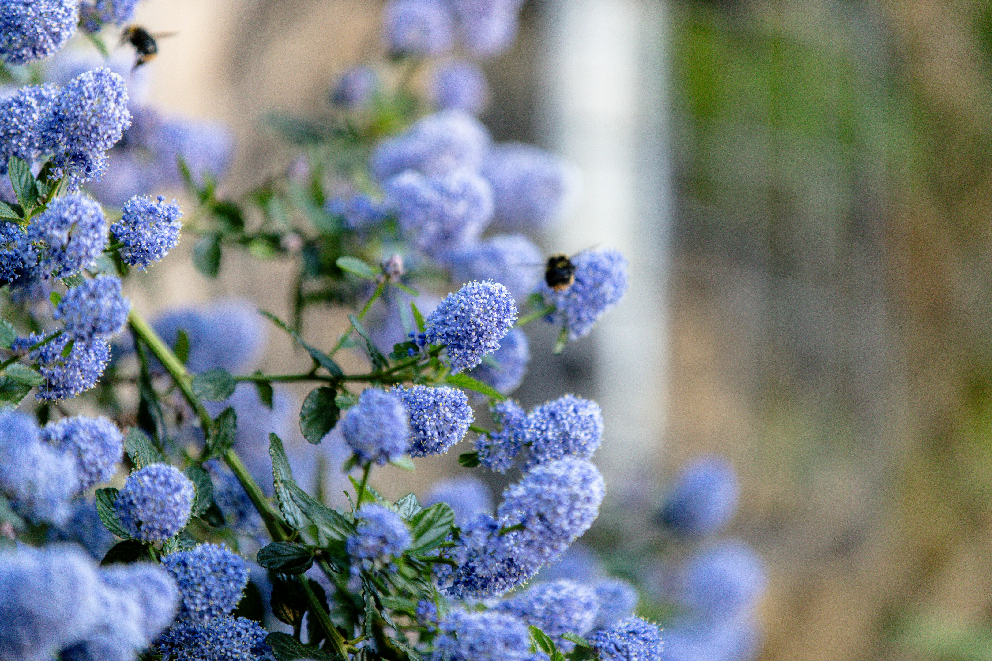 Gros plan de fleurs violettes avec des abeilles