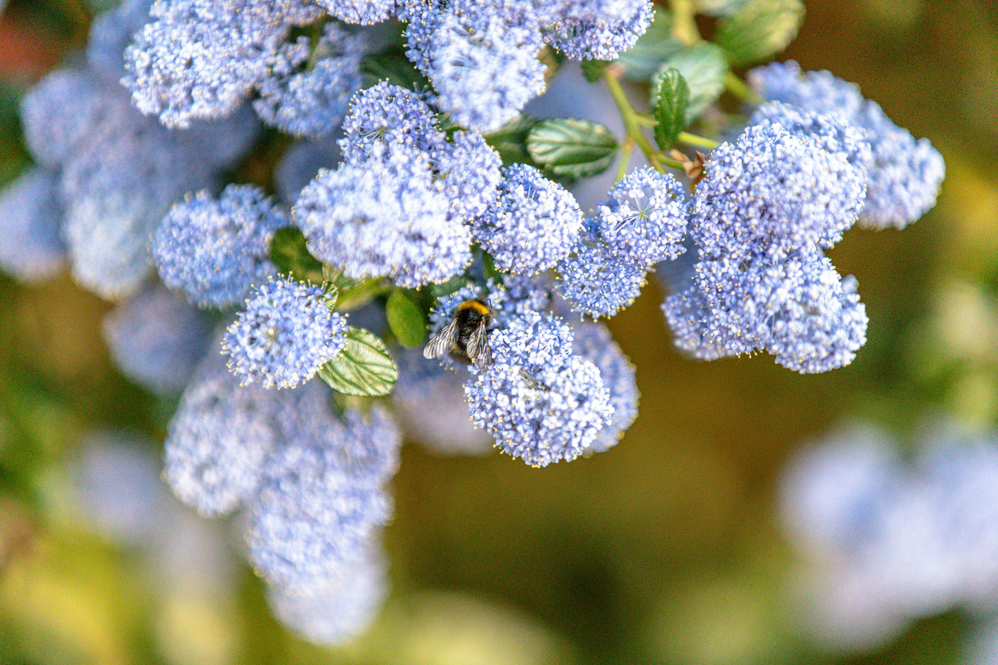 Une abeille pollinisant des fleurs bleu clair au soleil