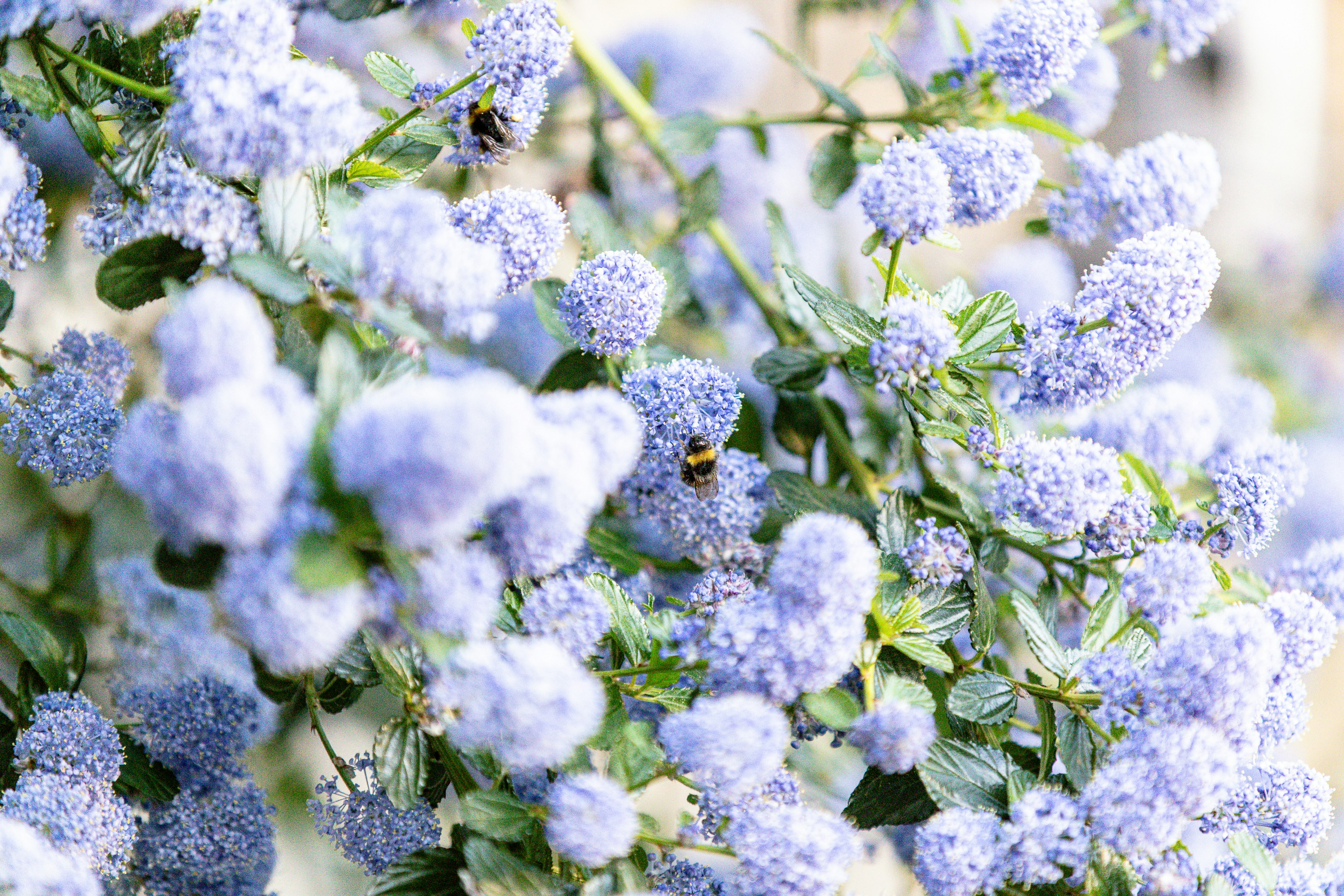 Deux abeilles pollinisant de petites fleurs violettes sur une branche.