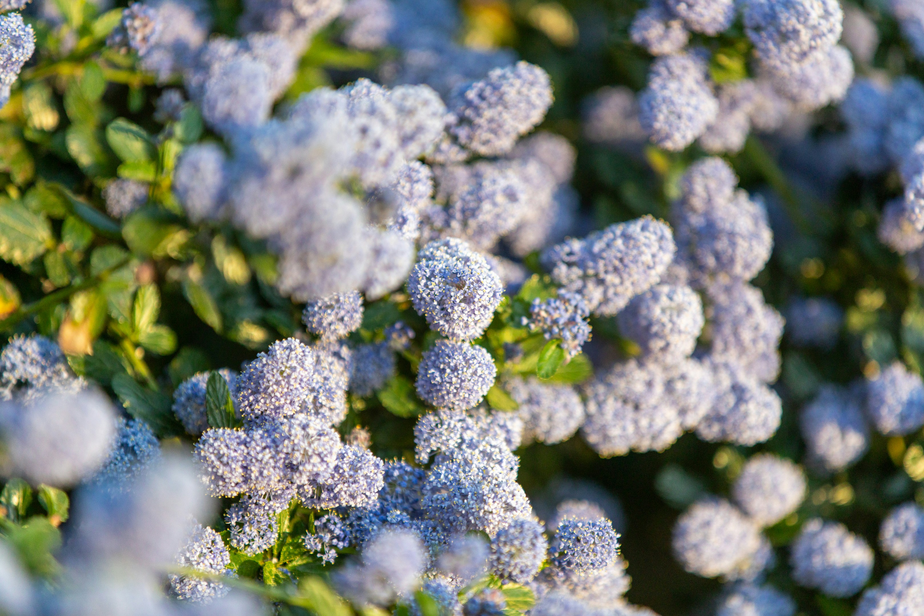 Gros plan de délicates fleurs bleues sur un buisson vert.