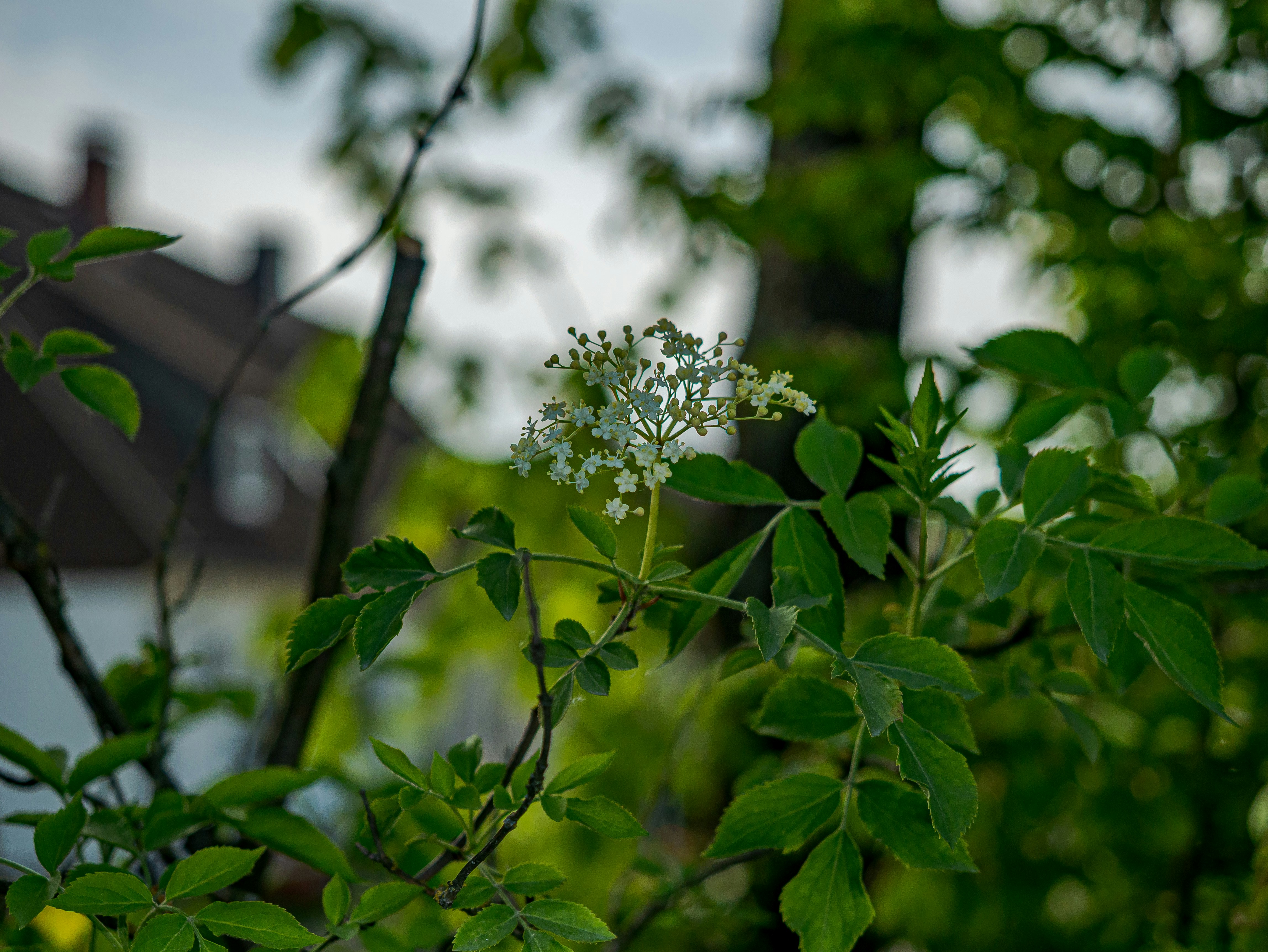 Photo by skstrannik