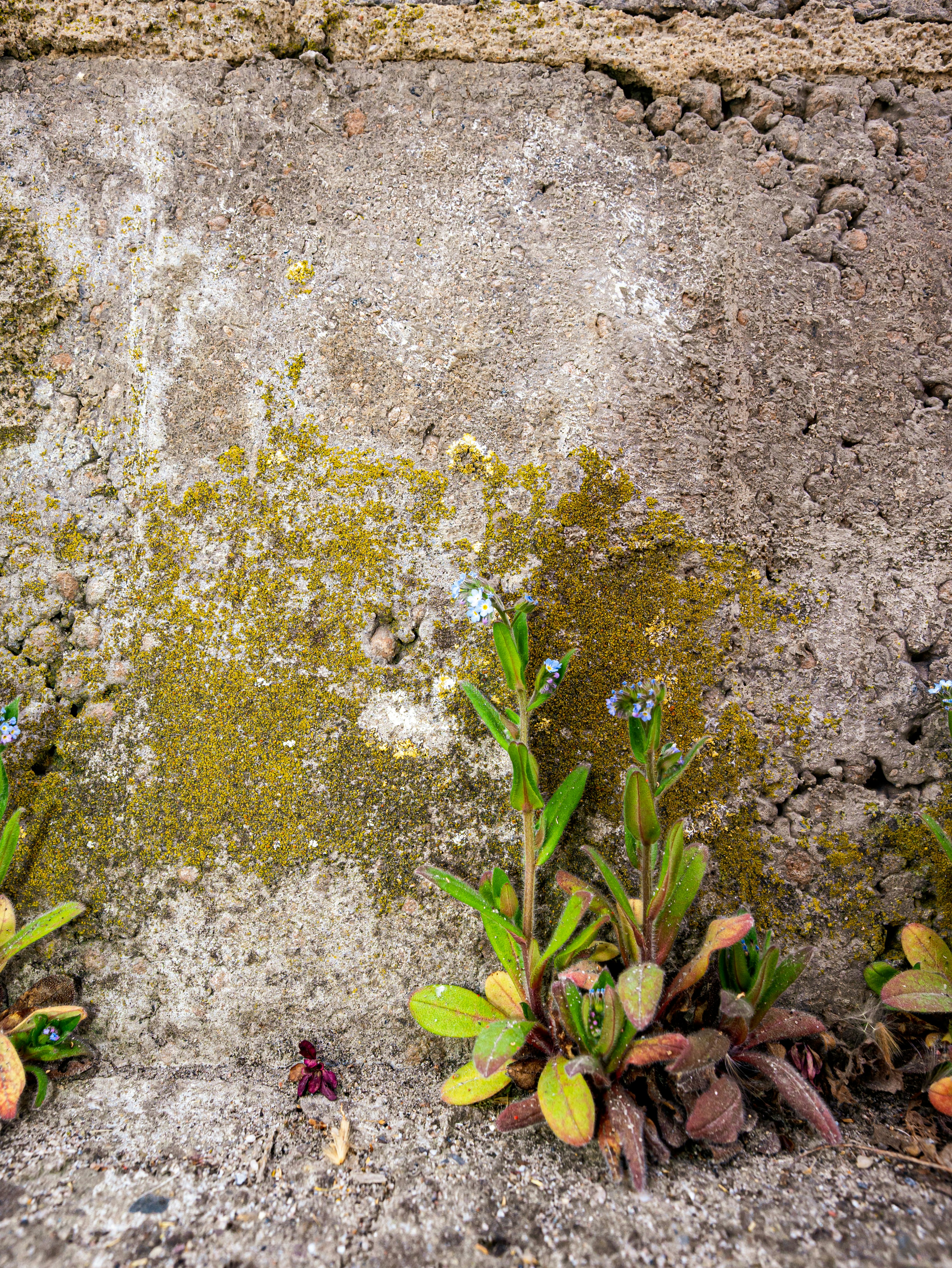 De petites fleurs bleues poussent sur un mur de béton texturé