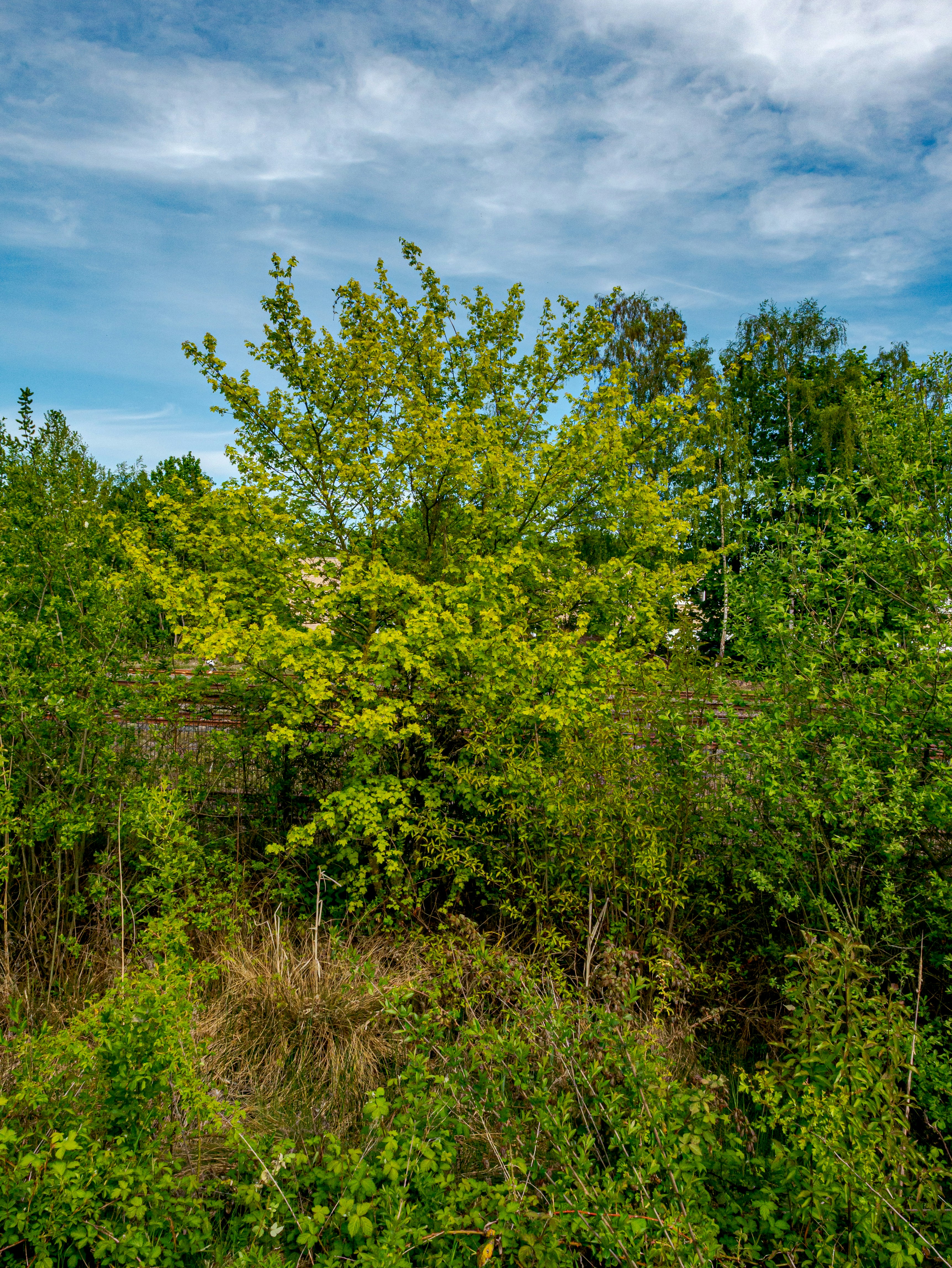 Photo by skstrannik