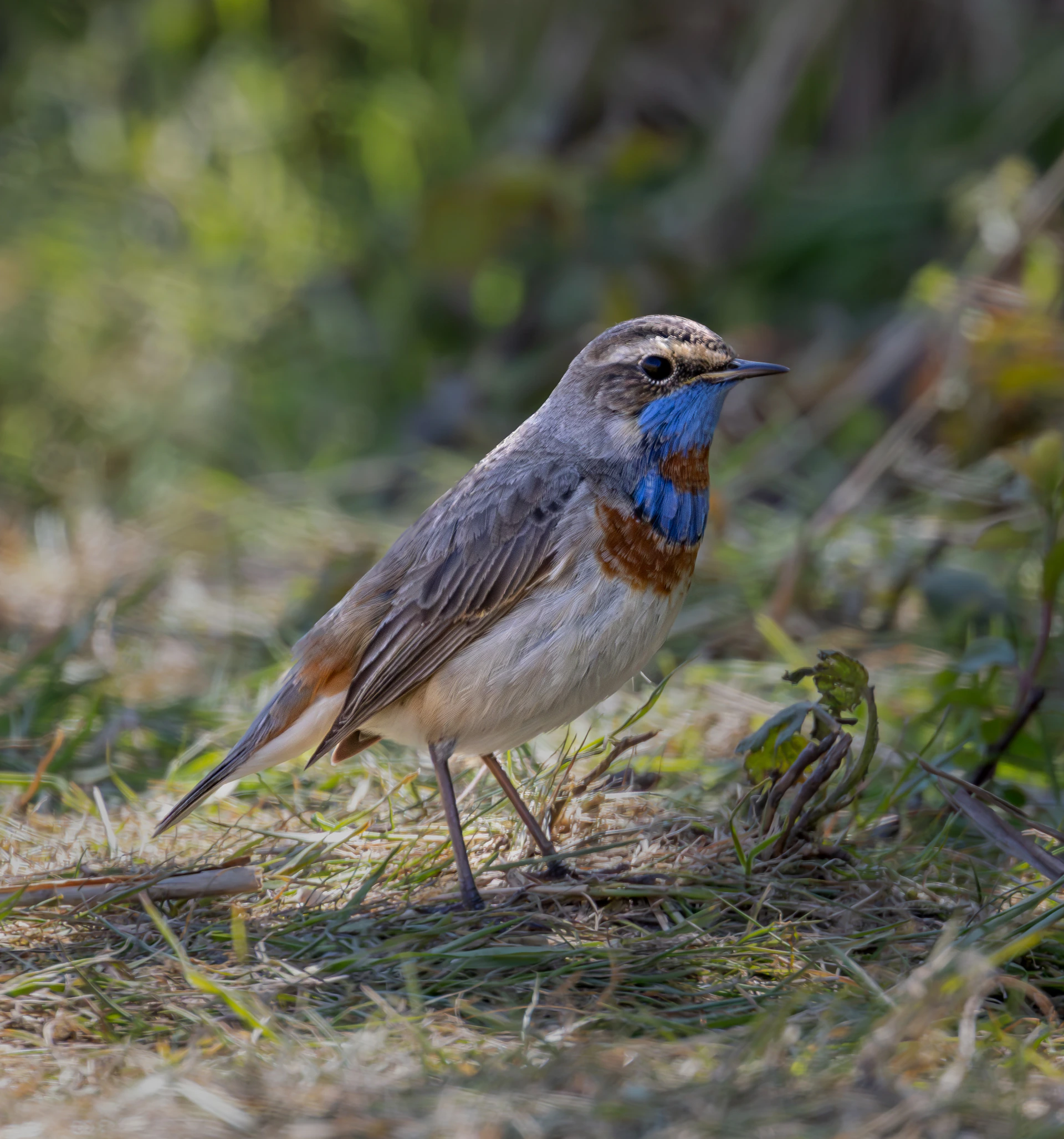 A bluethroat bird stands on the ground.
