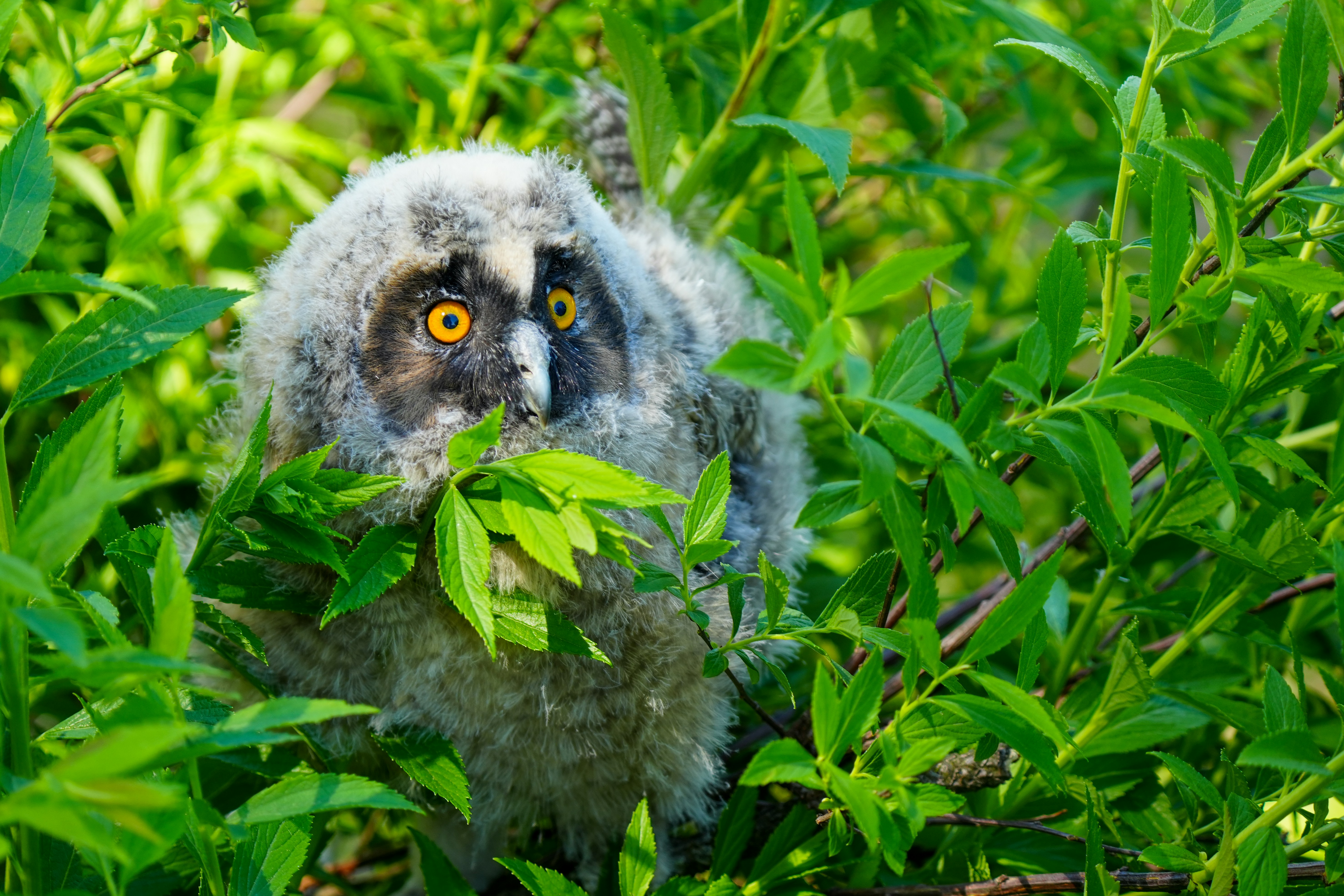 A fluffy owlet with bright yellow eyes peeking through leaves.