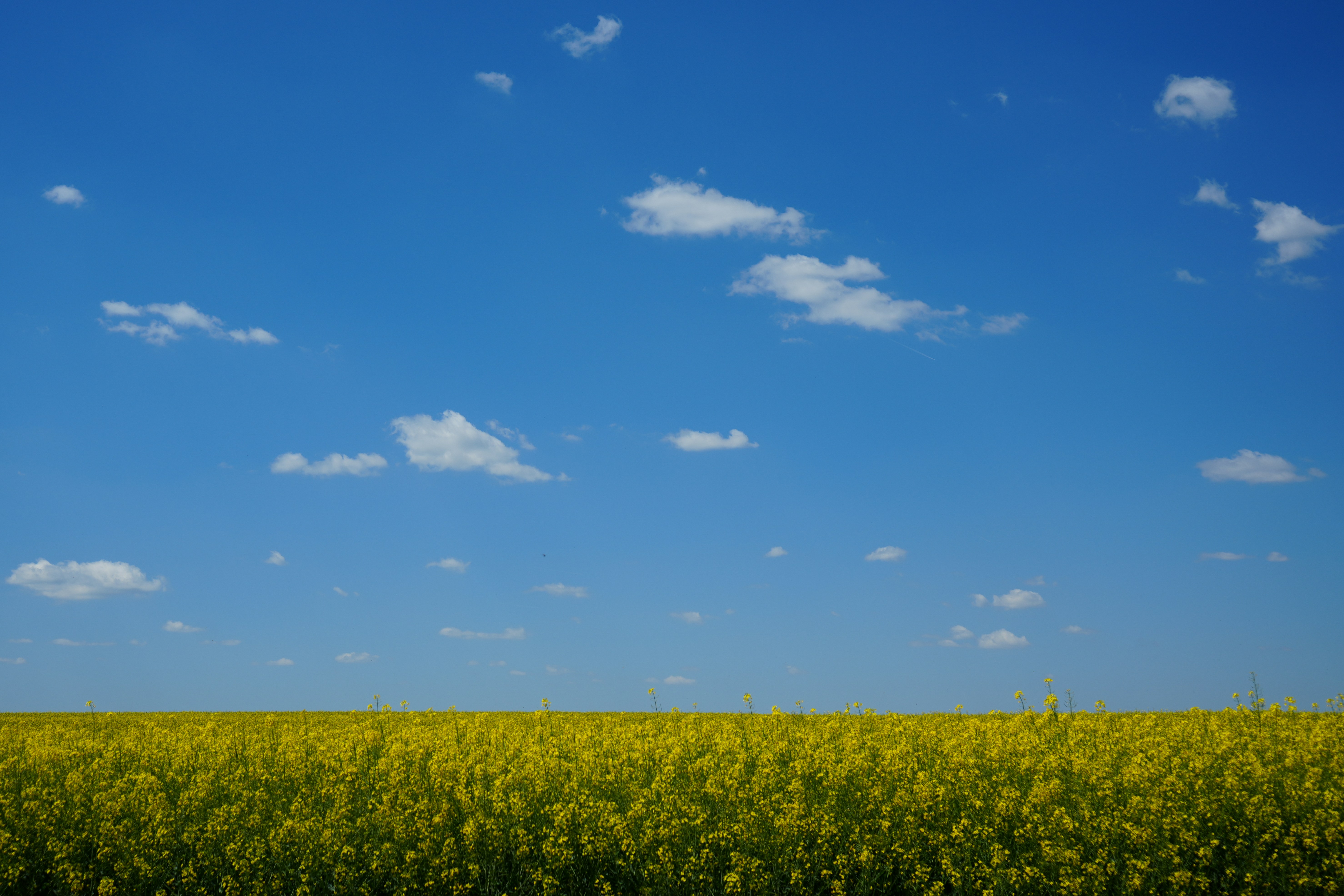 Vast yellow field under a bright blue sky