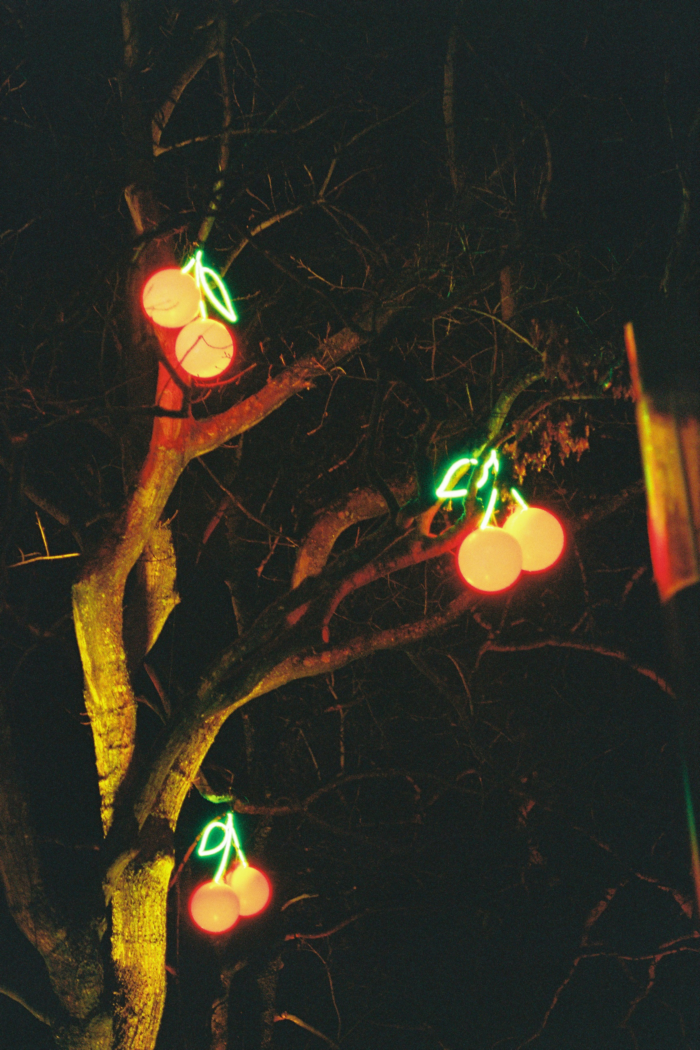 Kirschförmige Lichter erleuchten nachts einen kahlen Baum.