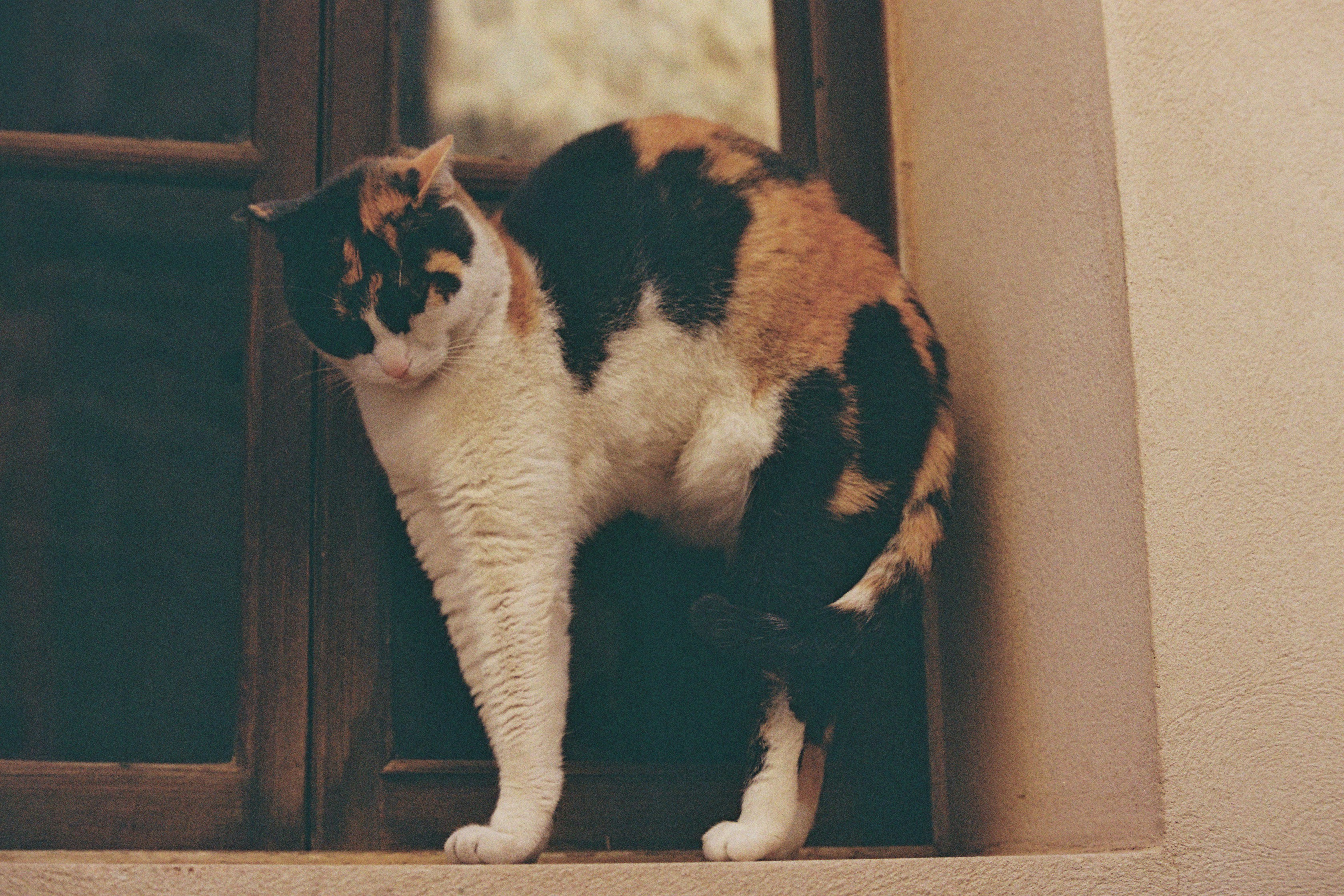 Eine Calico-Katze wölbt ihren Rücken an einem Fenster.