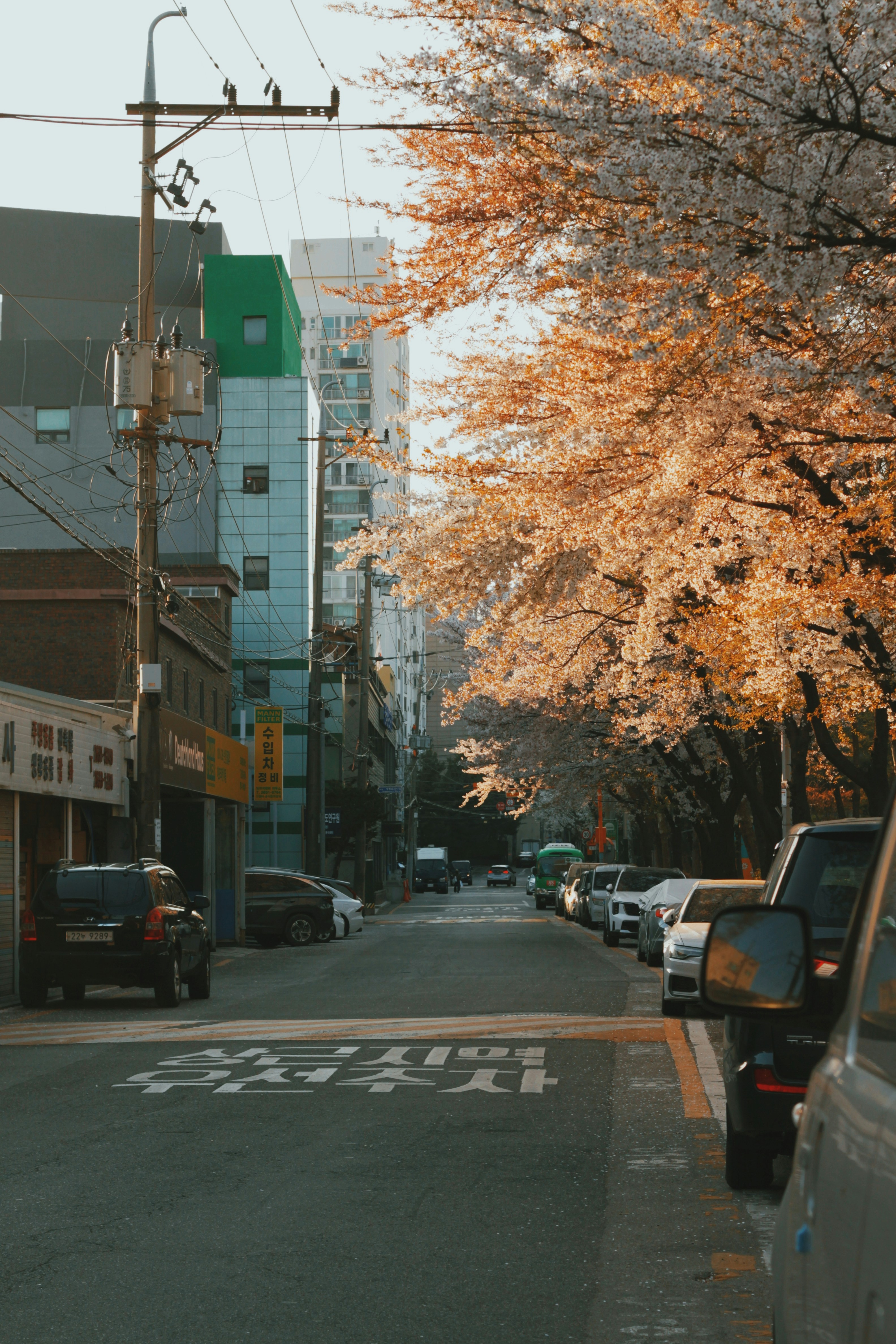 Rua ladeada por cerejeiras em flor.
