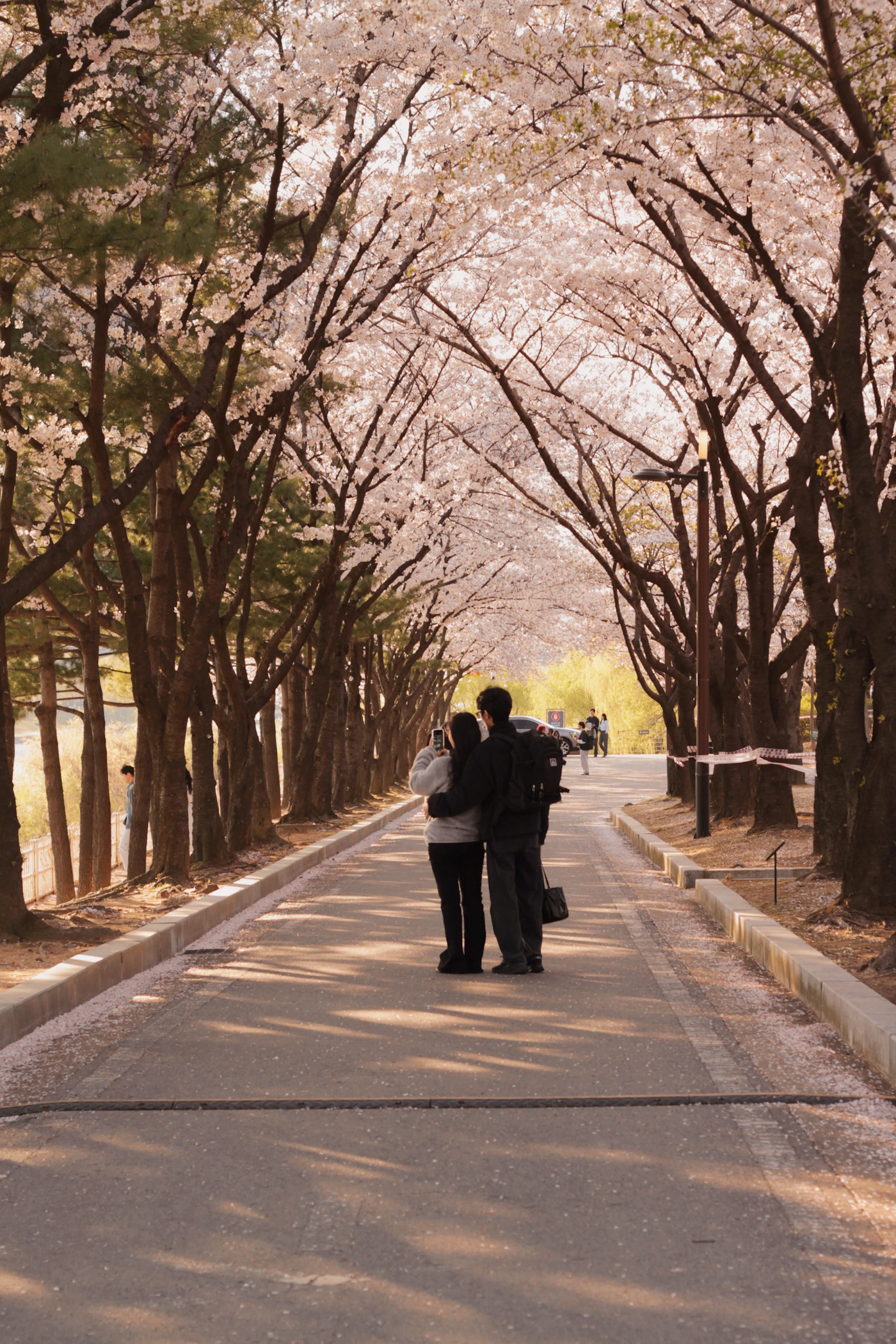 Couple strolling hand in hand along a tree-lined path beneath full blooming pink cherry blossom trees in spring