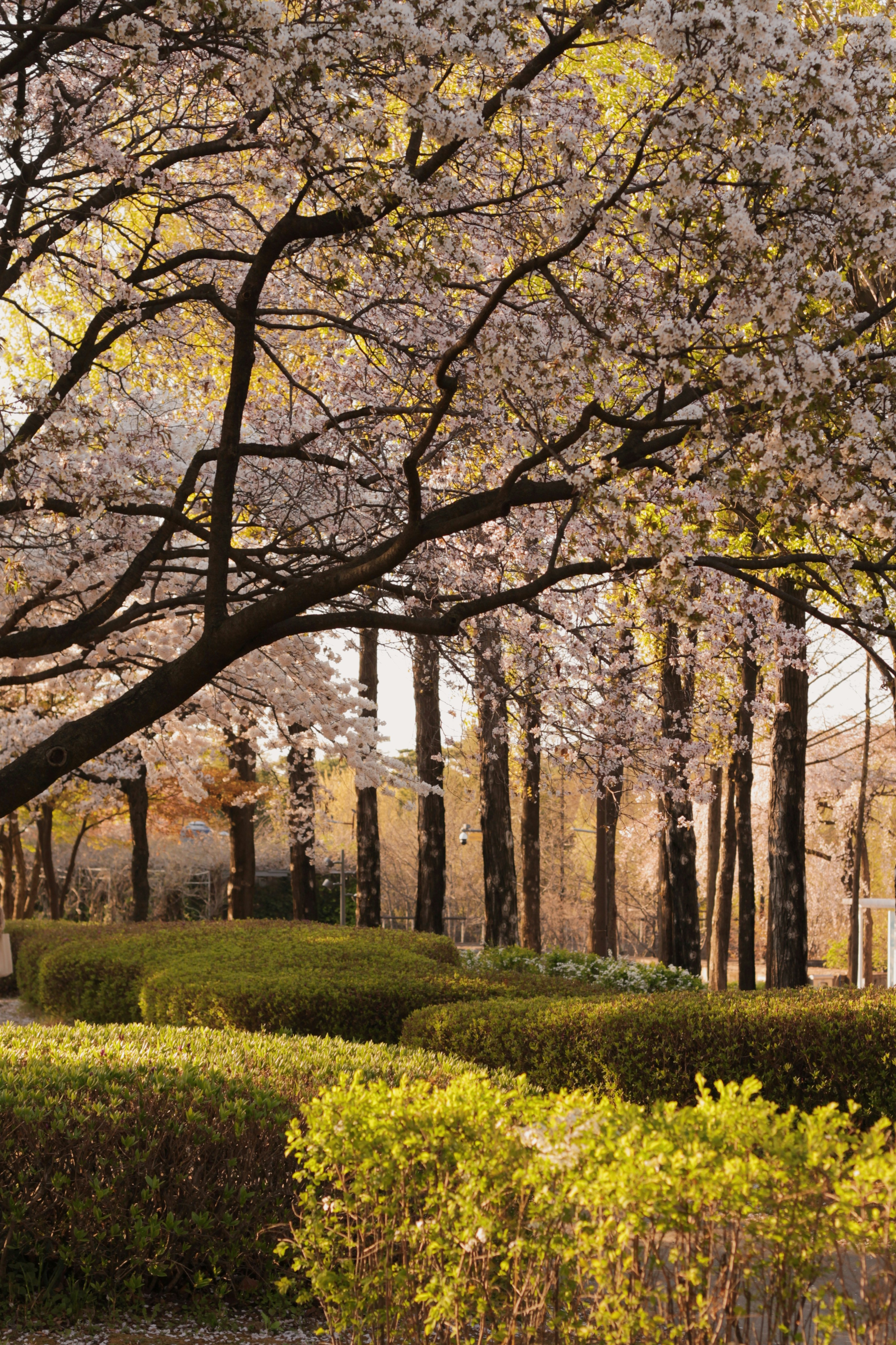 As cerejeiras florescem nas árvores de um parque.