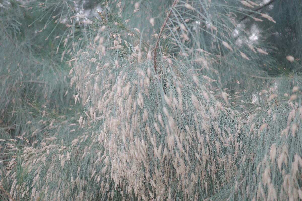 Casuarina Suru Coastal Plantation Tamil Nadu India — PlantCare