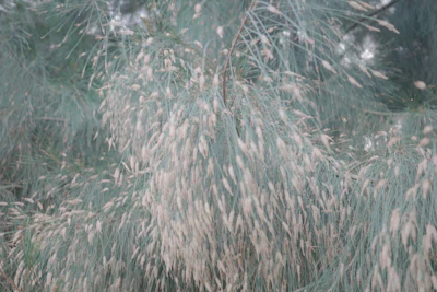 Casuarina Suru Coastal Plantation Tamil Nadu India — PlantCare