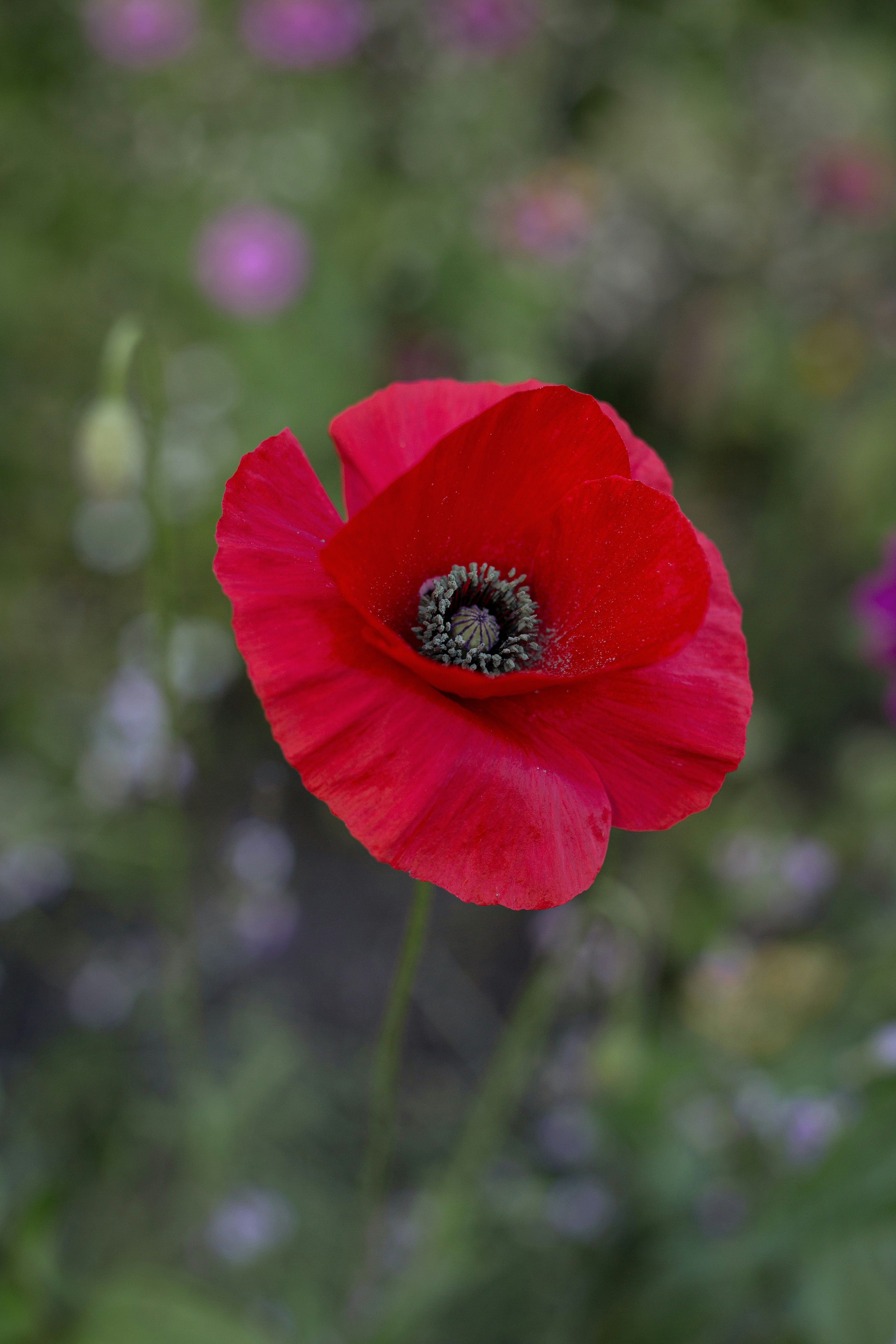 Une seule fleur de pavot rouge dans un jardin.