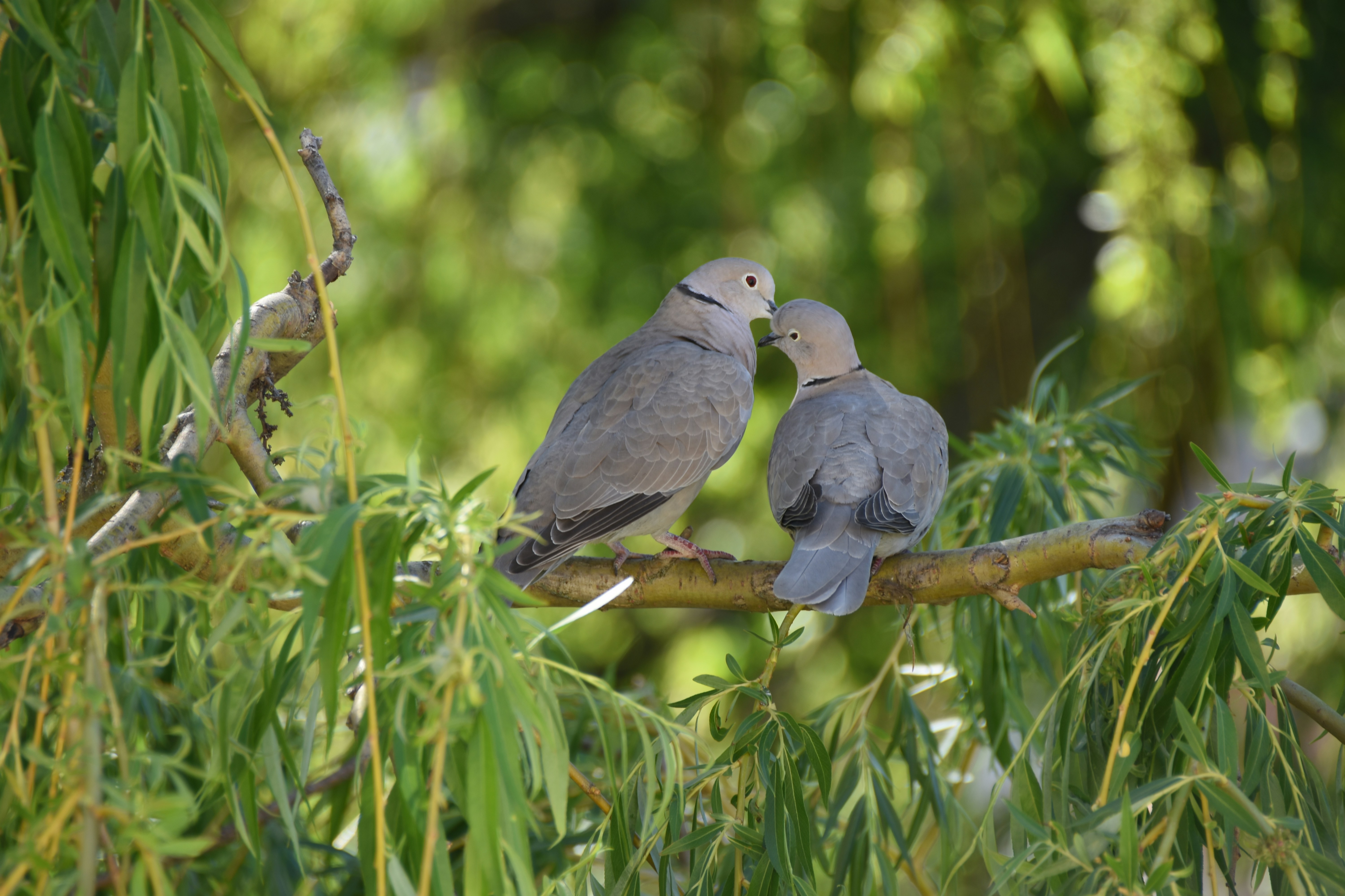 Two doves perched on a tree branch.