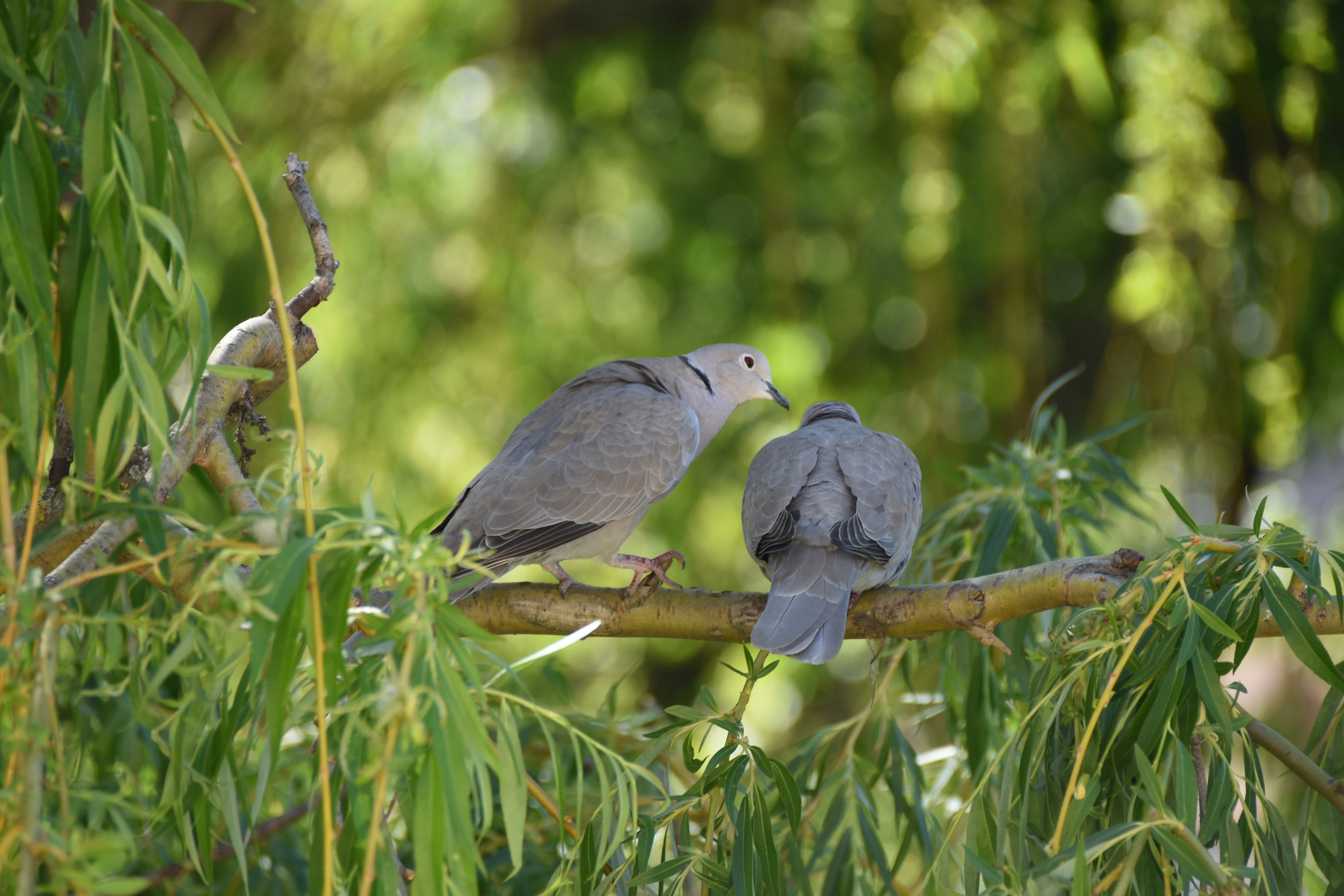 Two doves perched on a tree branch.