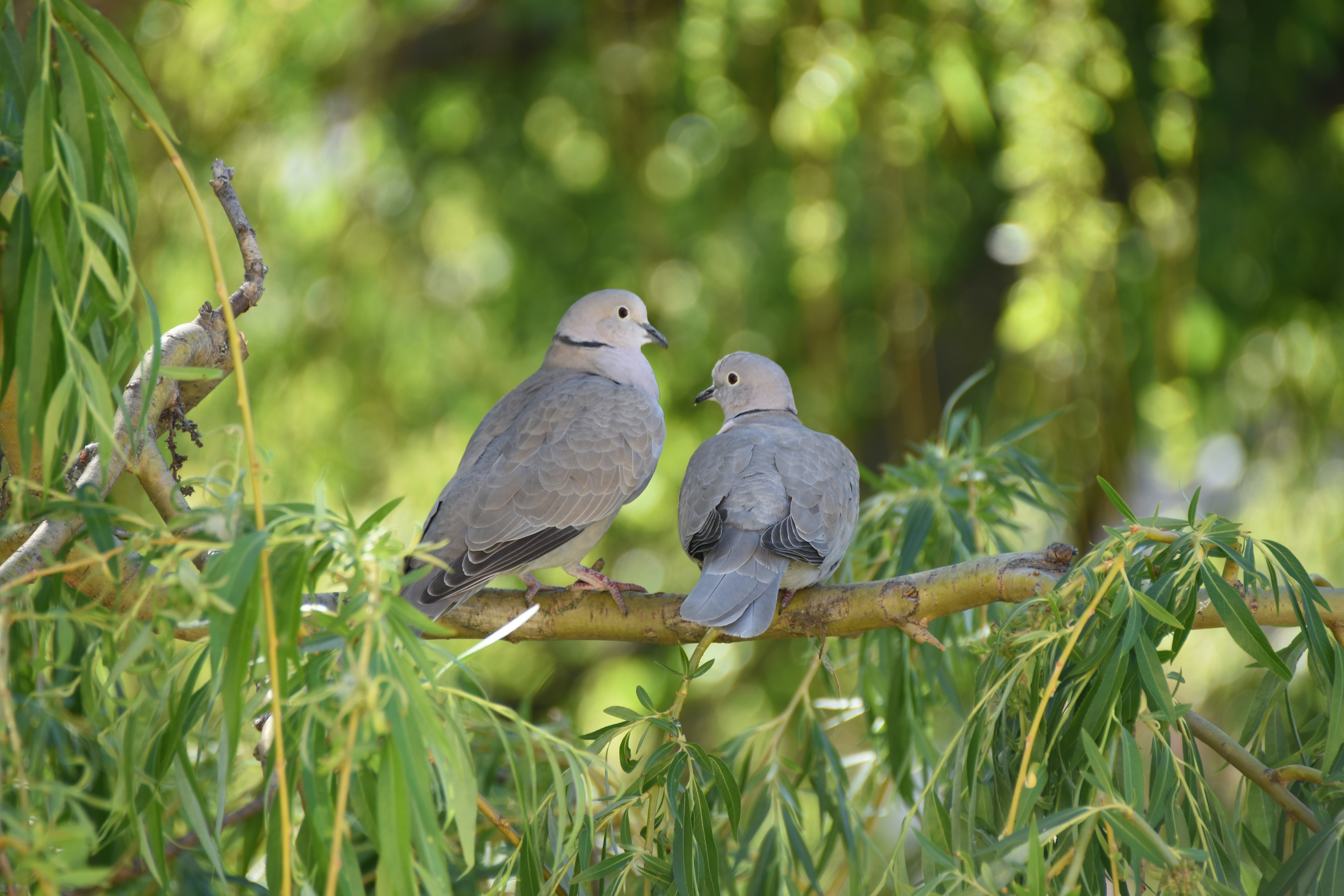 Two doves perched on a tree branch surrounded by leaves.