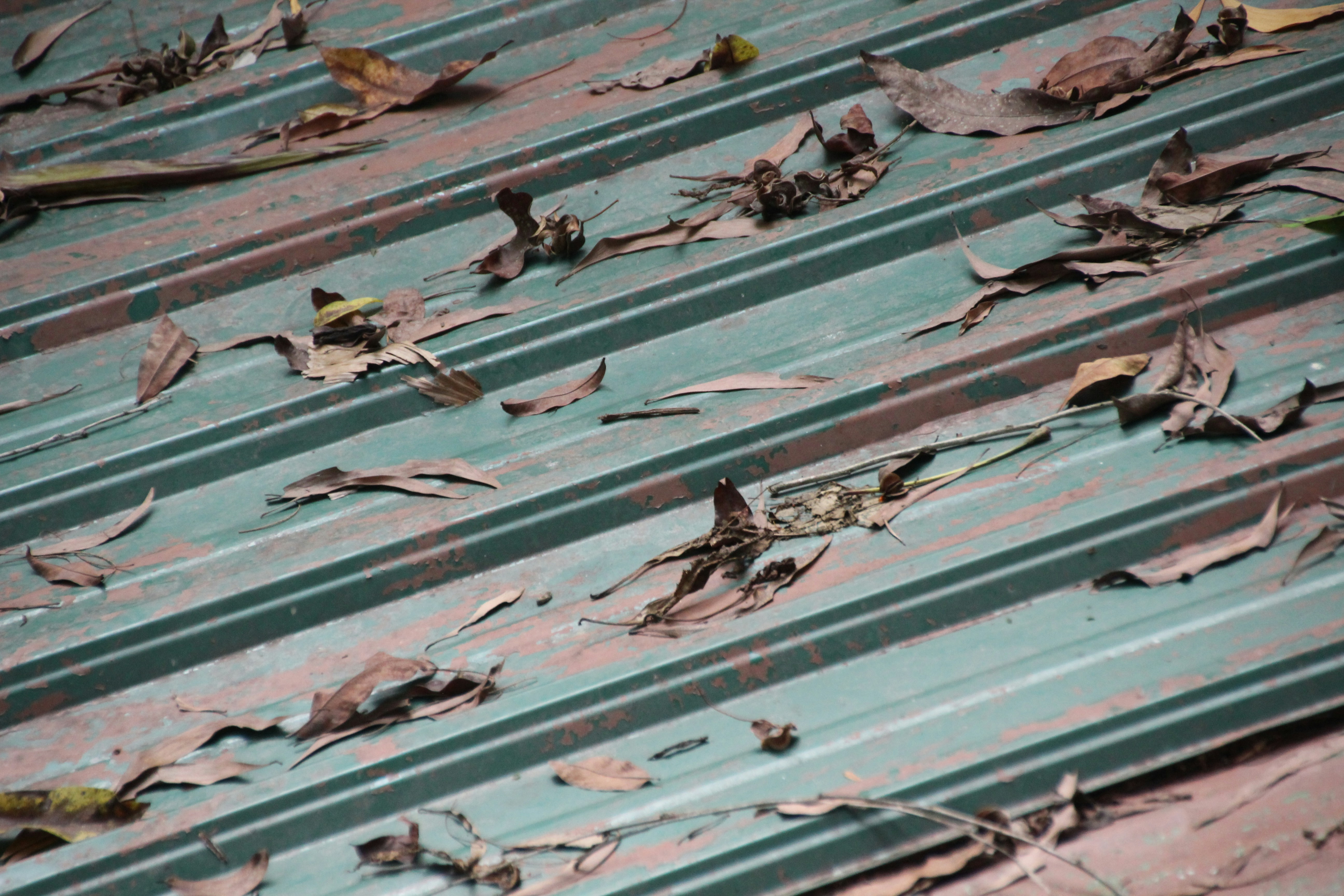 rain falling on a metal roof in Central Ohio
